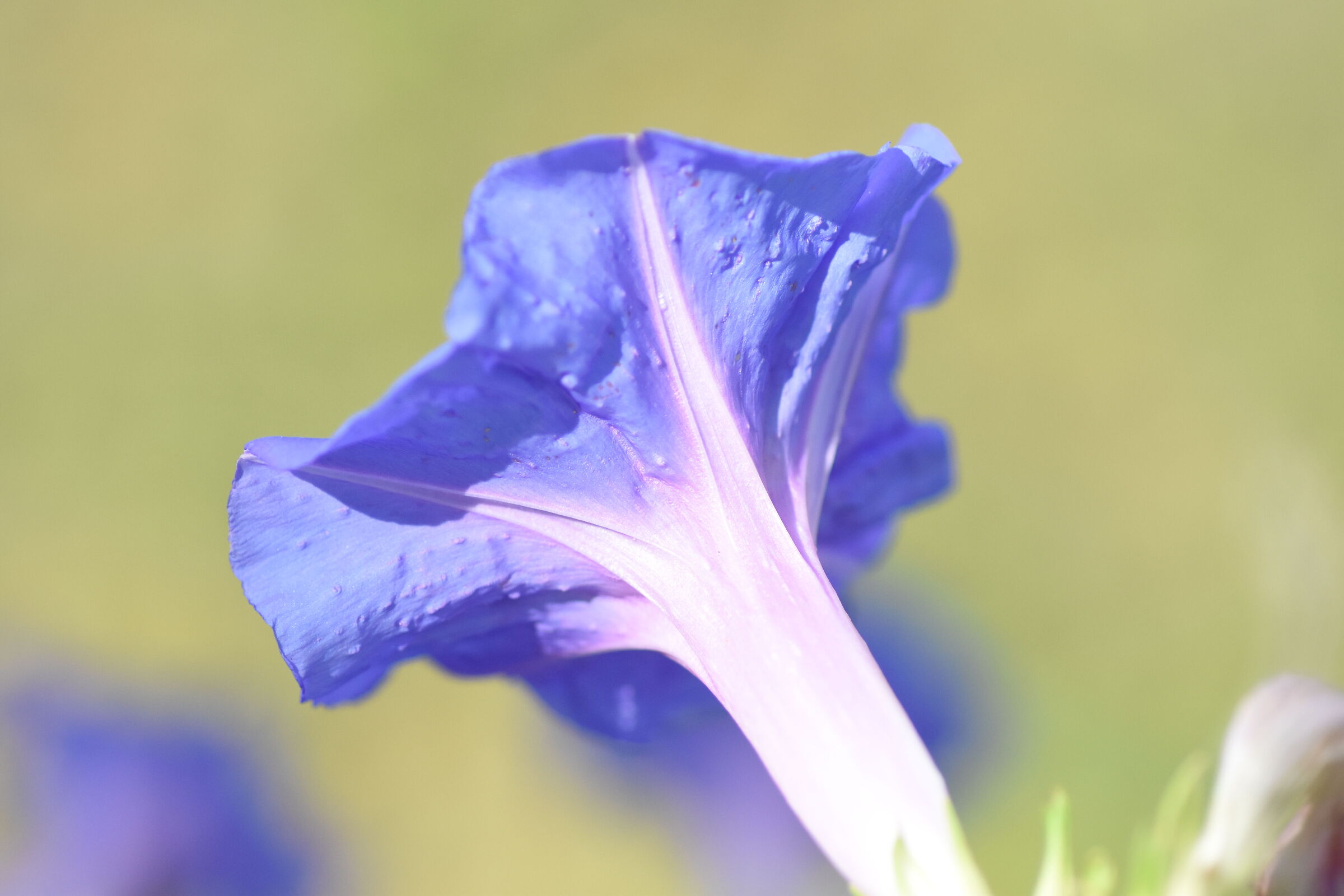 "1/ 8 Mila" Tokina Atx-i 100 F. 2.8 Macro- Nikon D 7200