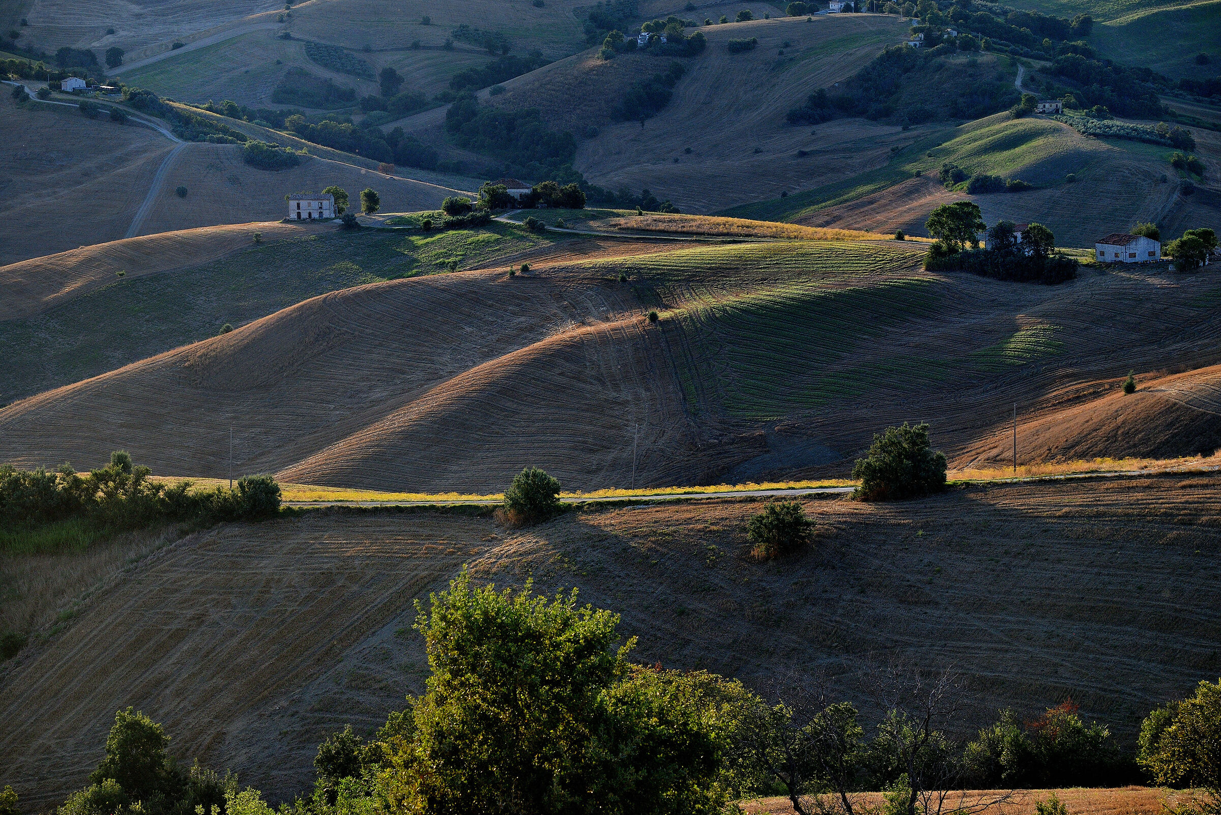 Contrada sopita