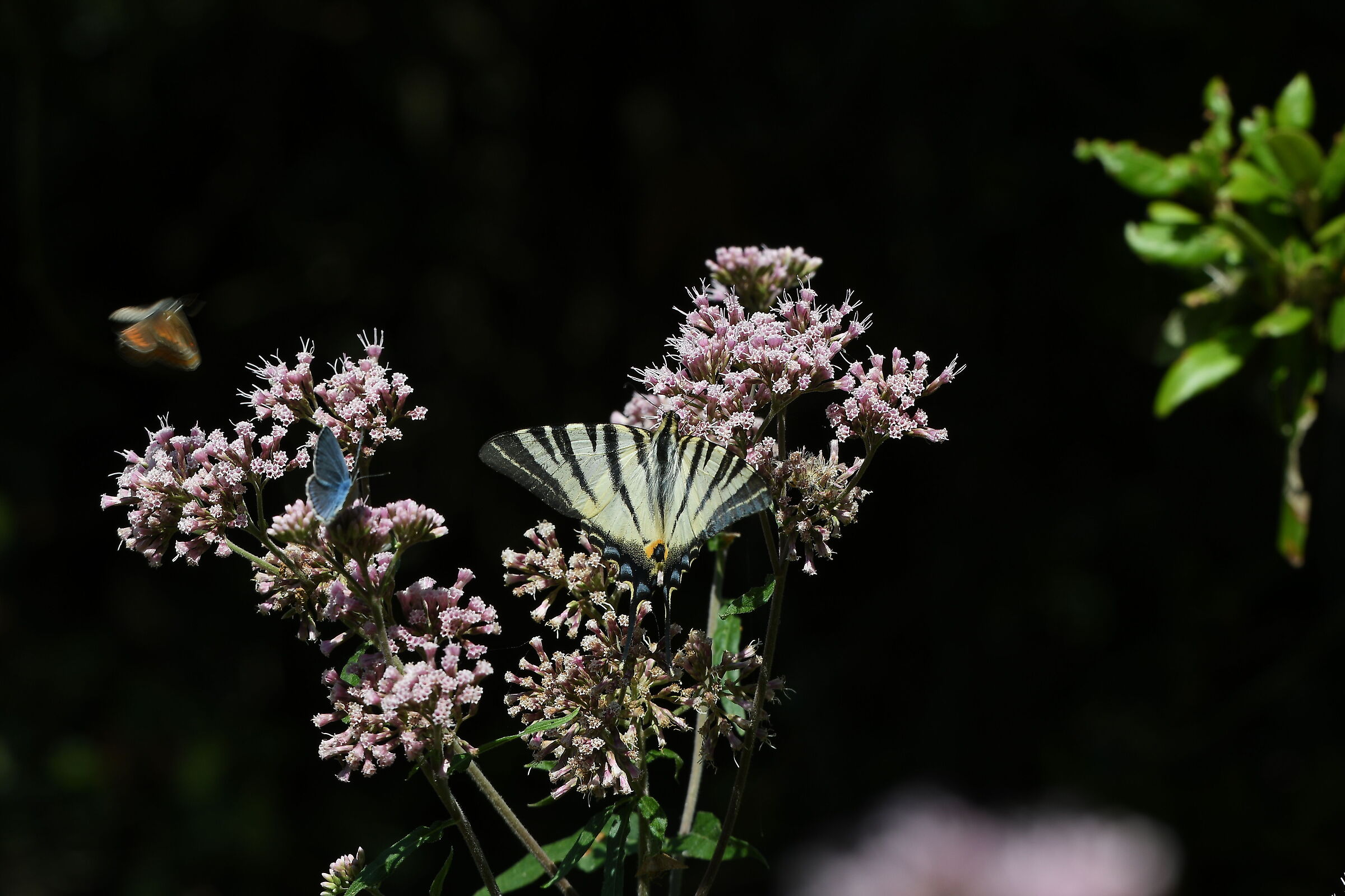 Fiori molto contesi..