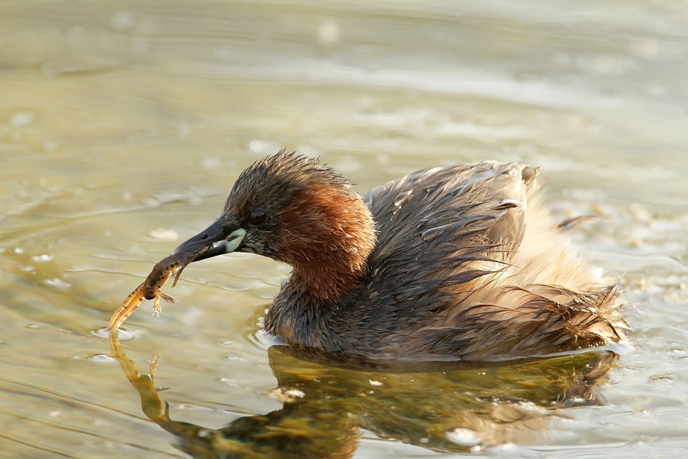 Little Grebe