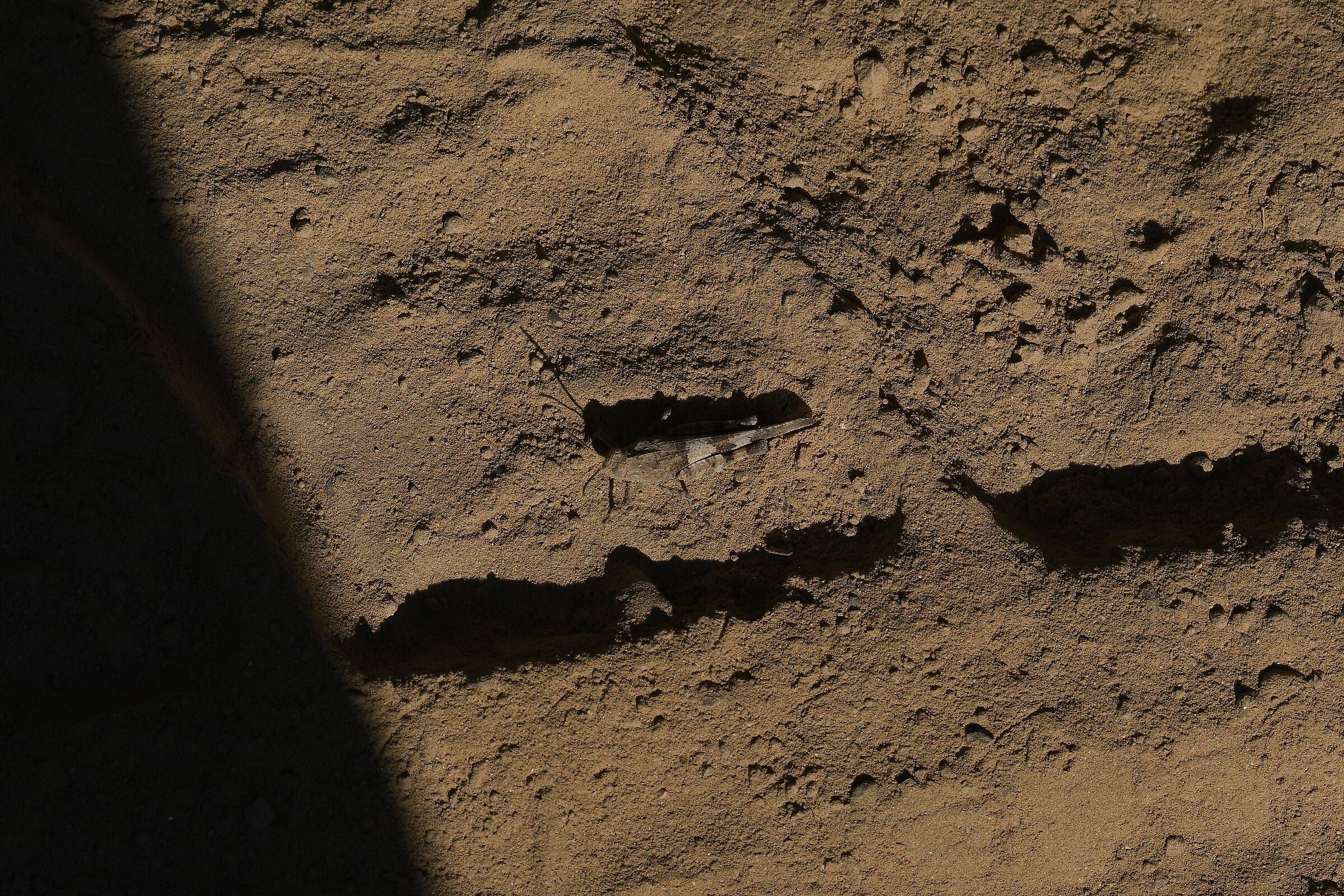 super mimetismo..con sabbia in capo