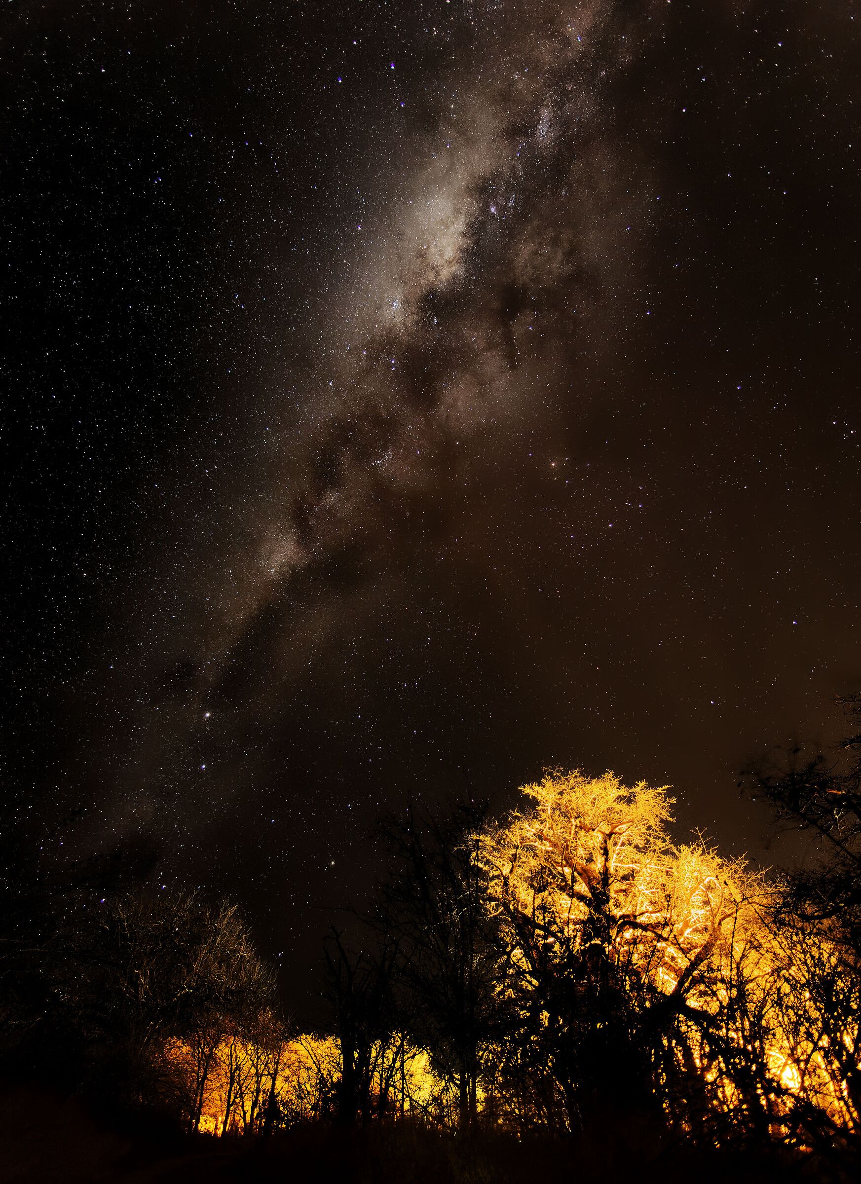 Milky Way on Botswana baobabs