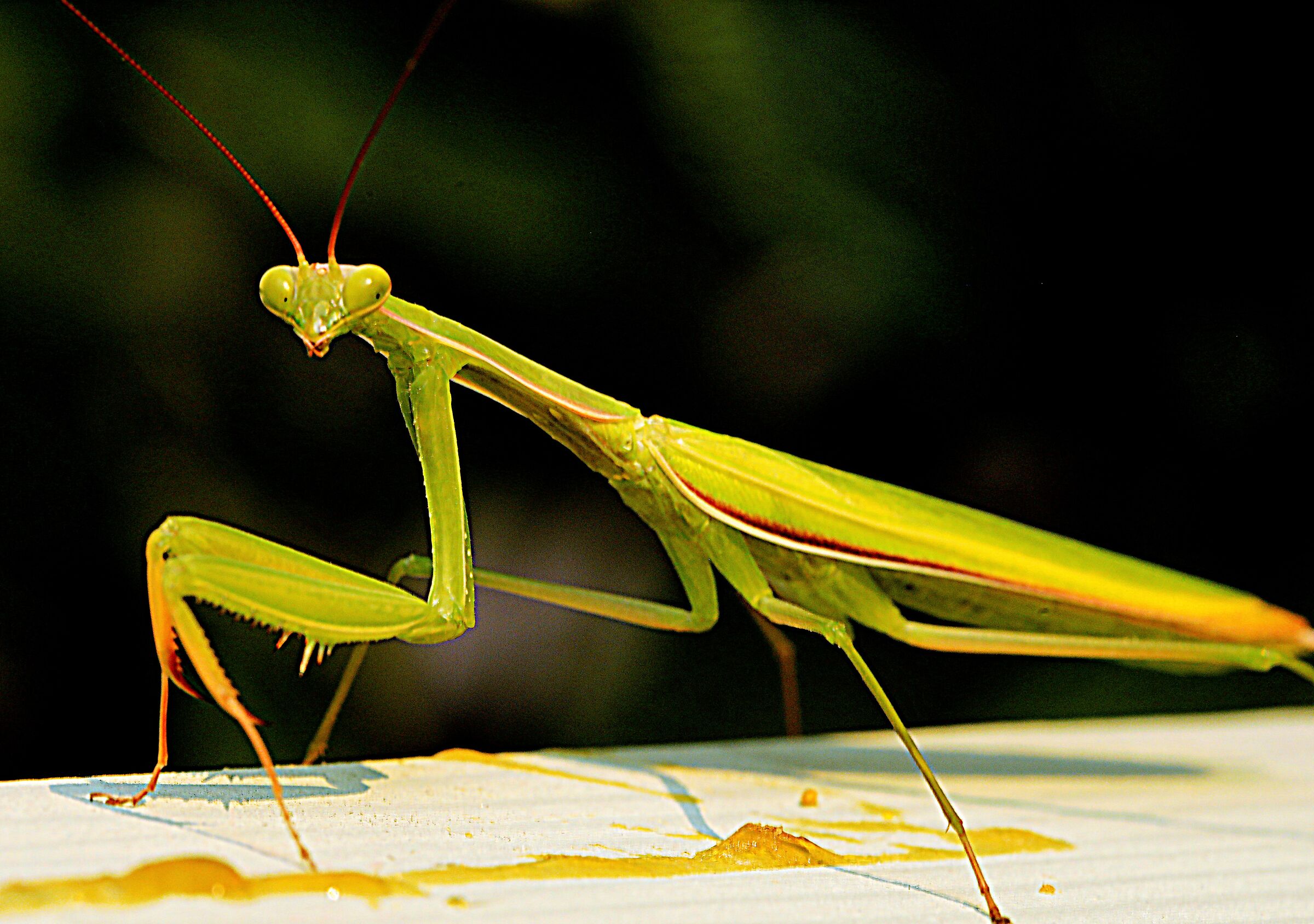 MANTIS