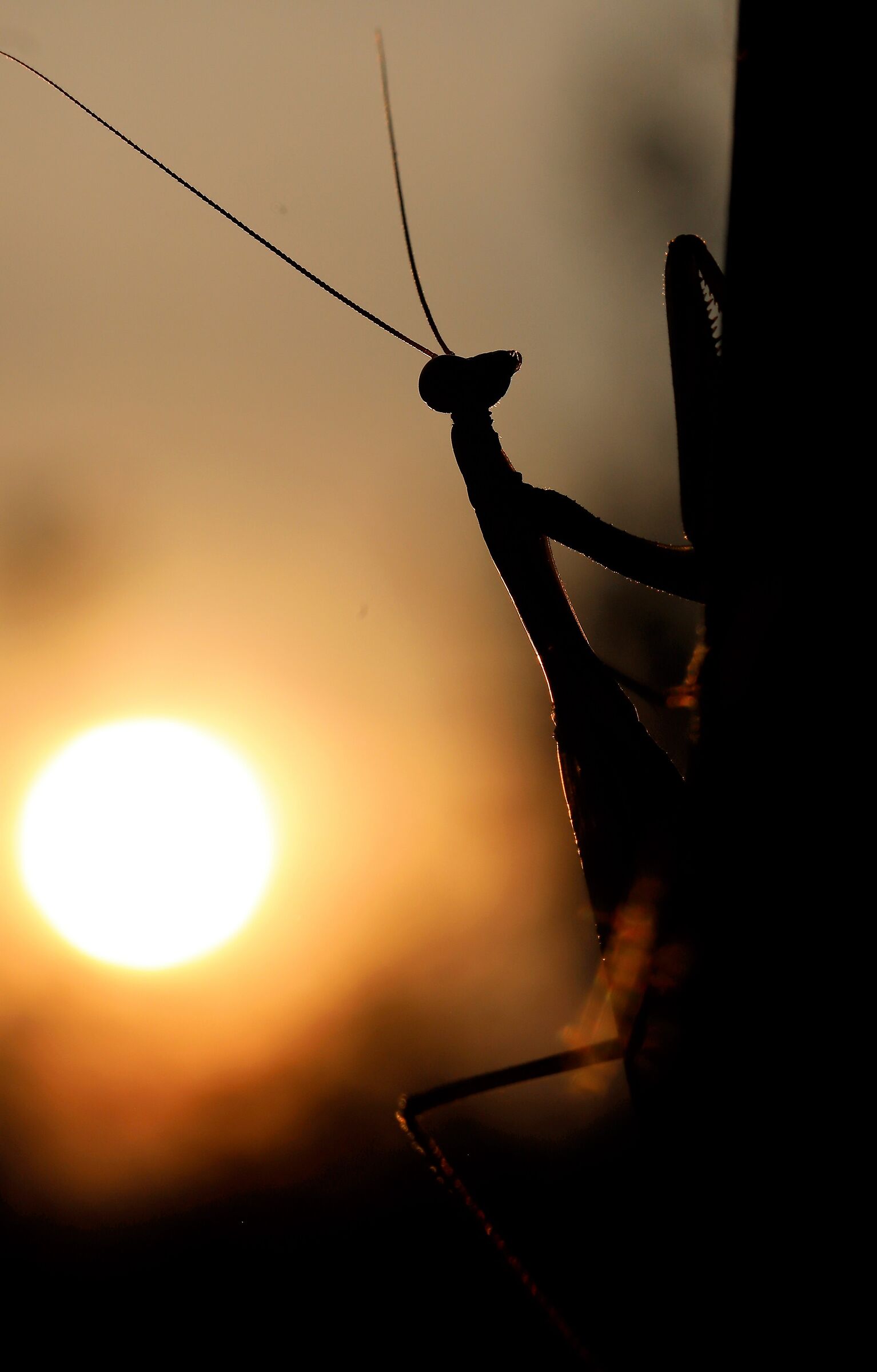 BACKLIGHT