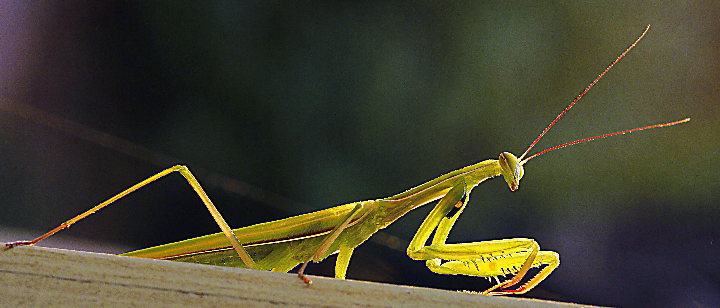 MANTIS2