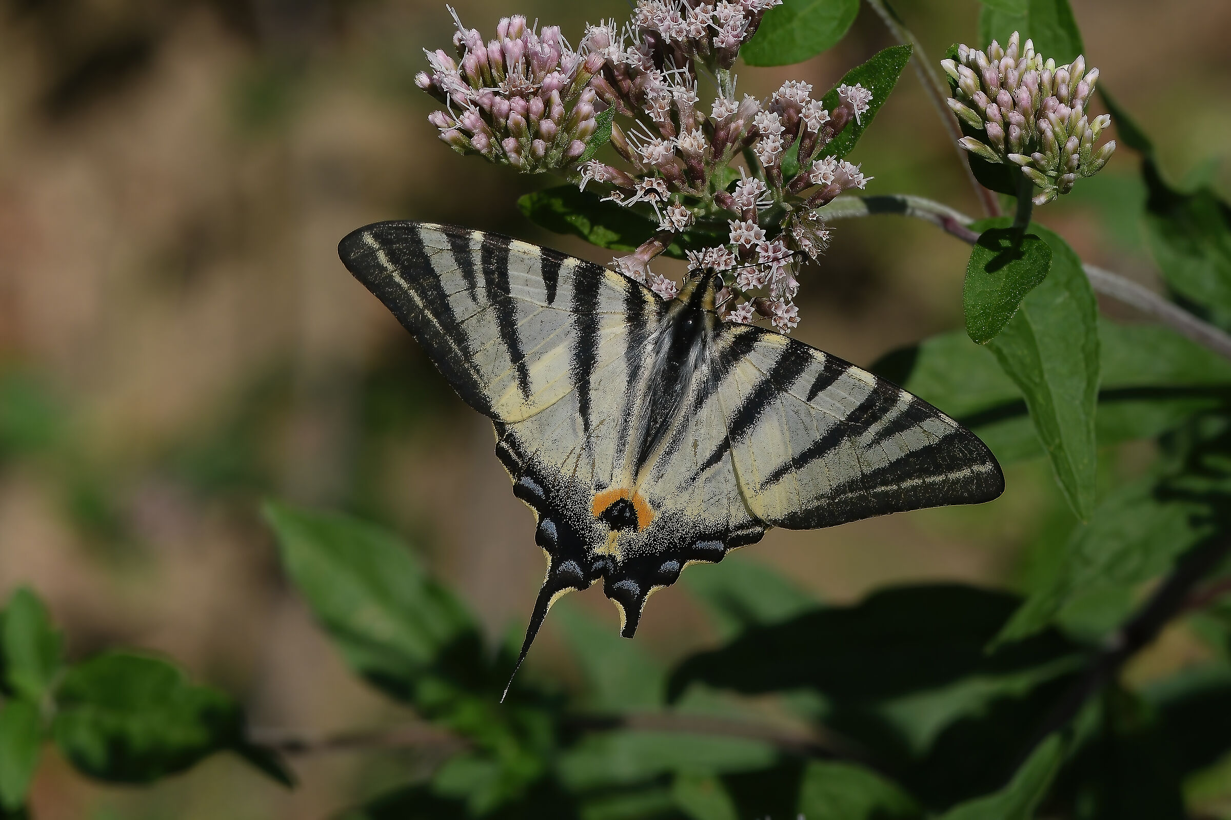 pensavo fosse quella di prima..