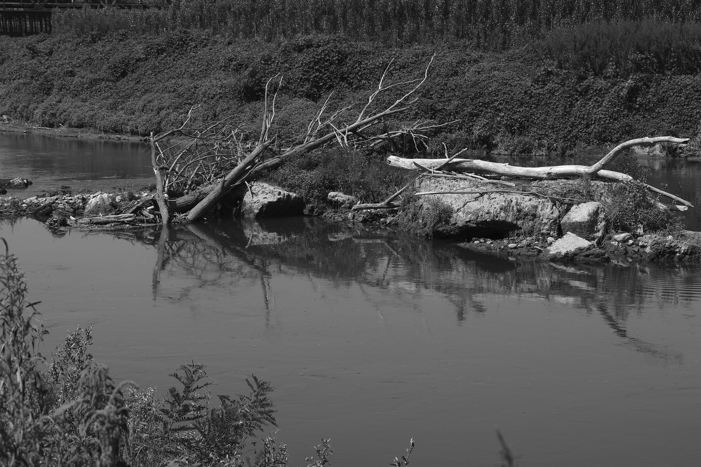 The shoal of the river