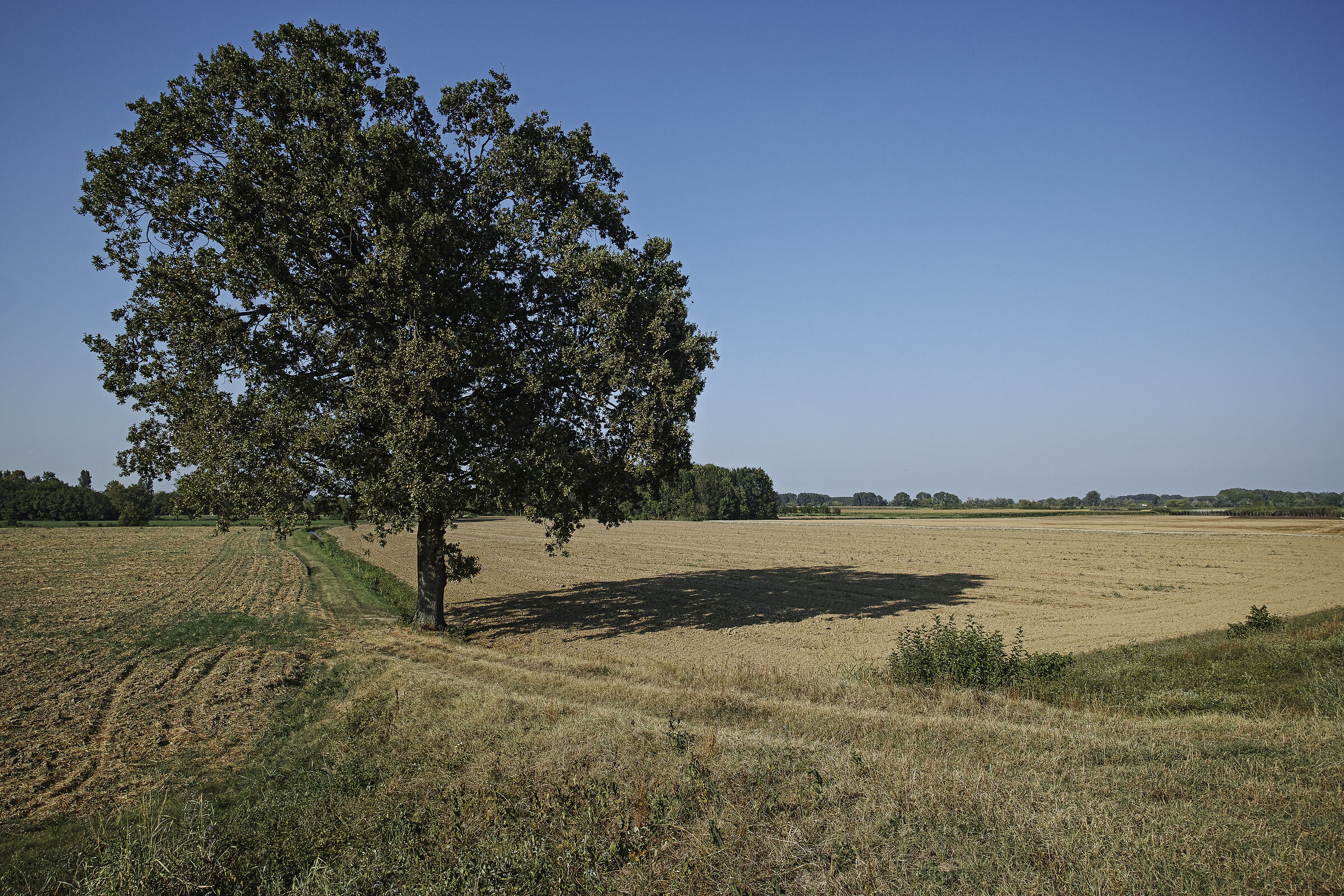 The shade of the oak