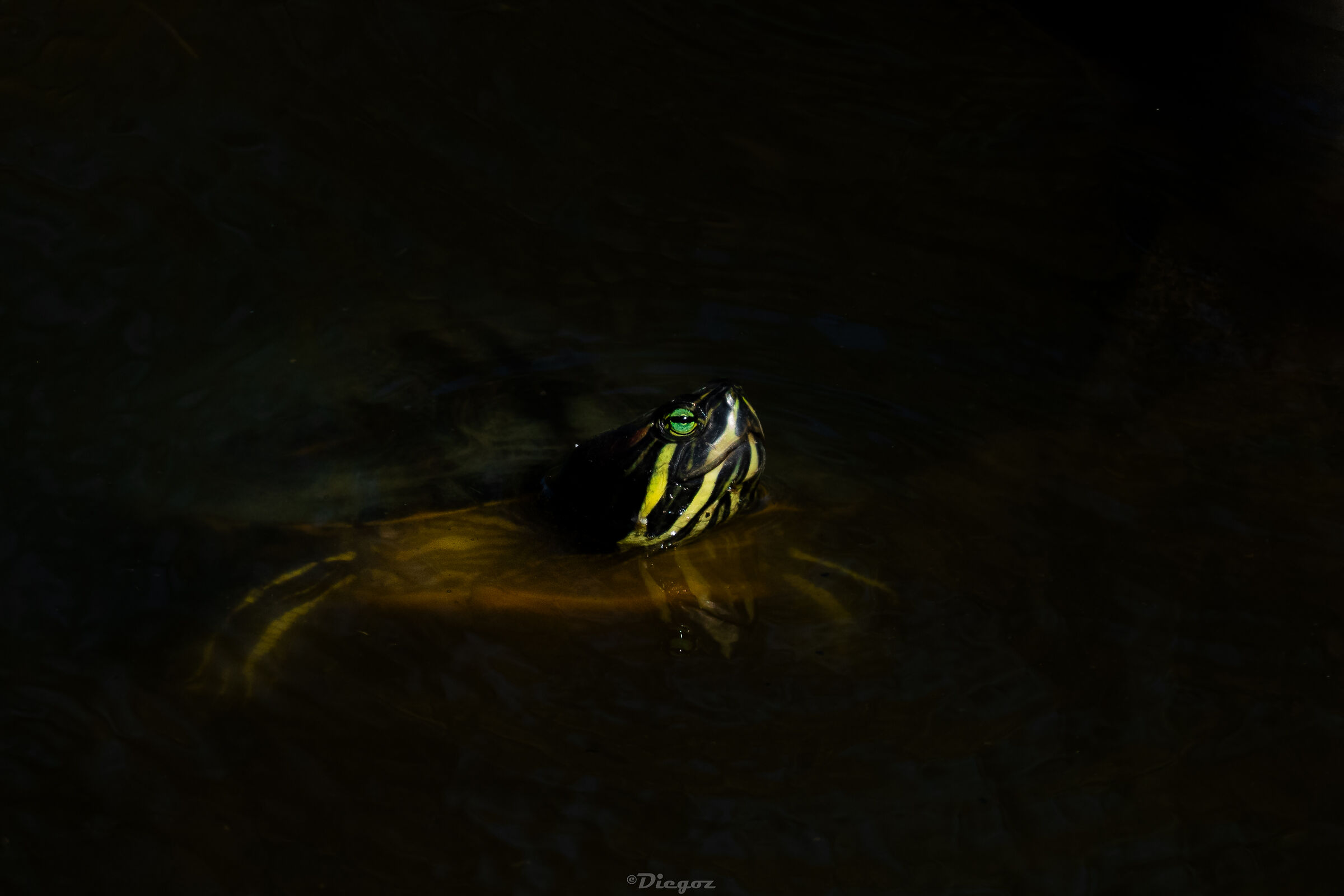 Untitled Photo