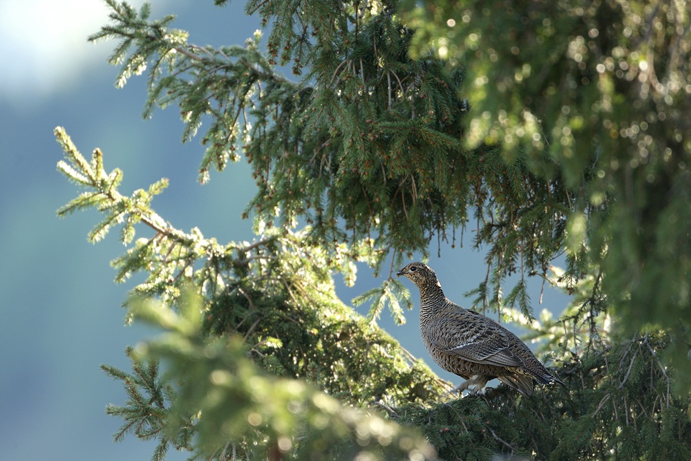 Female Grouse