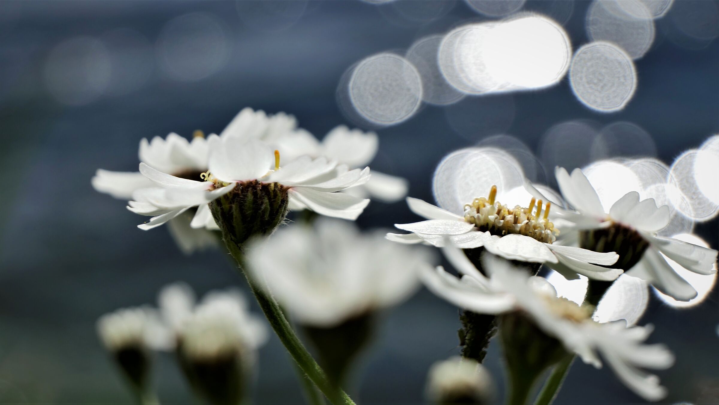 Fare il bagno a Bokeh