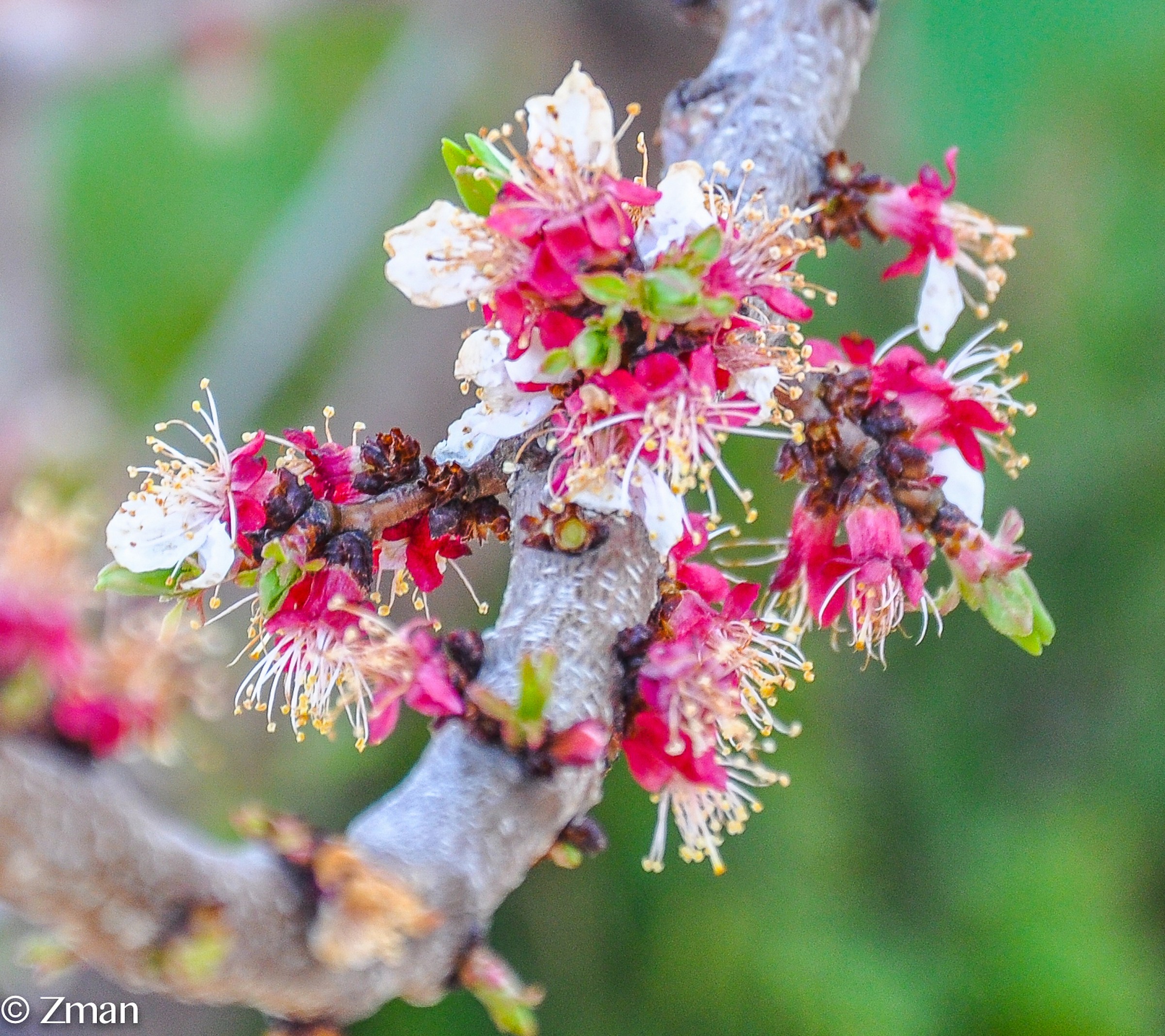 Apricot Flowers