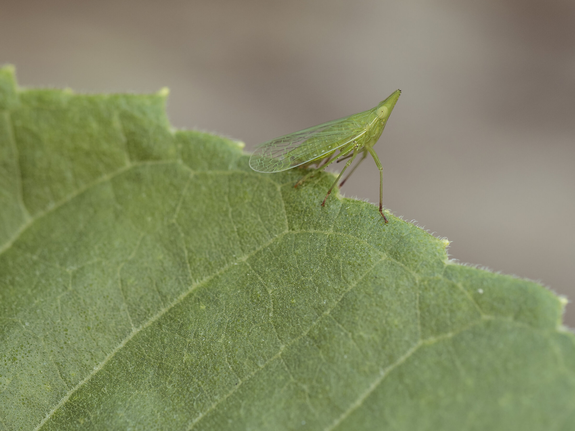 Cicaletta nasuta - Dictyophara europaea