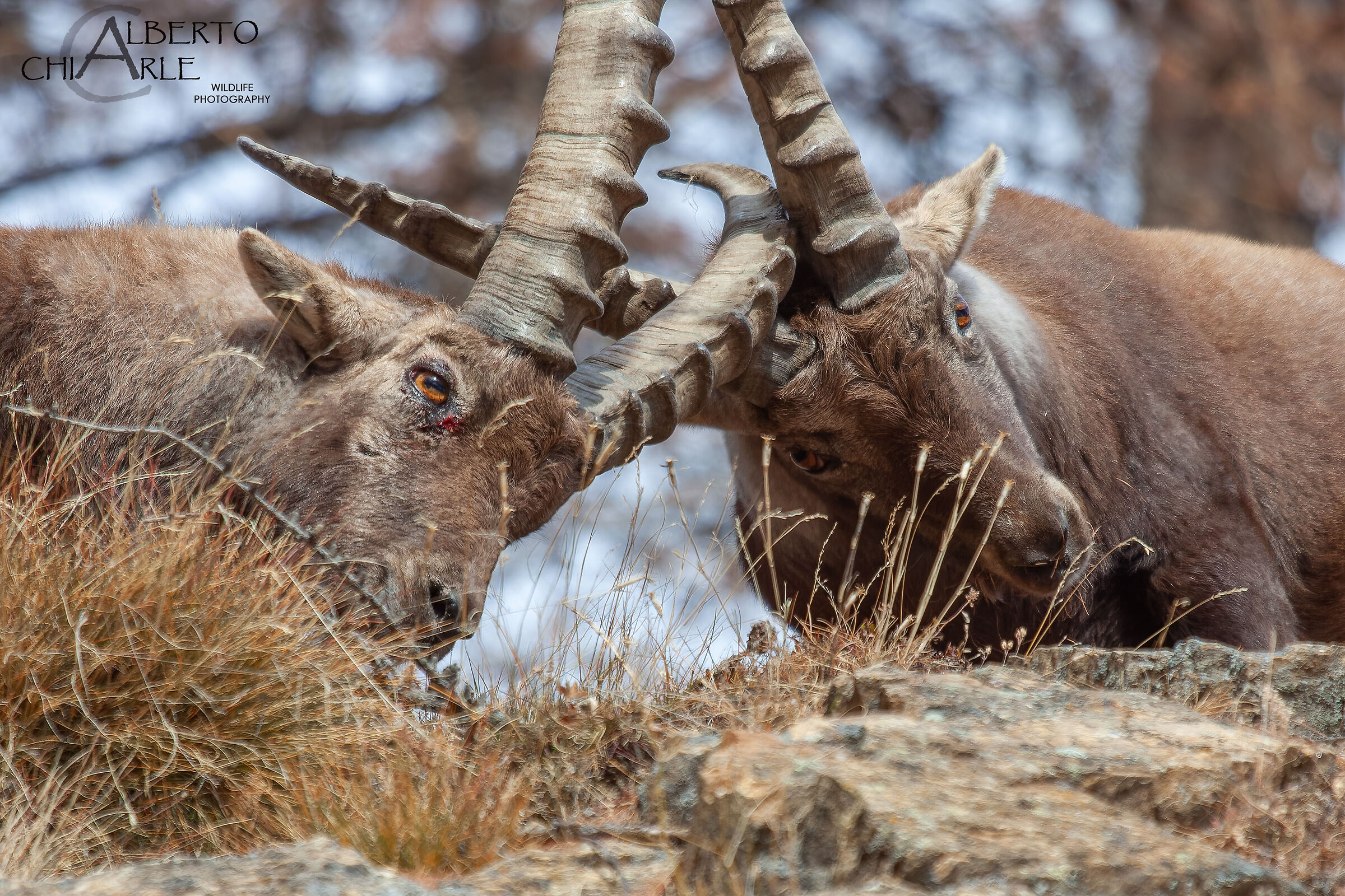 Combattimento tra stambecchi