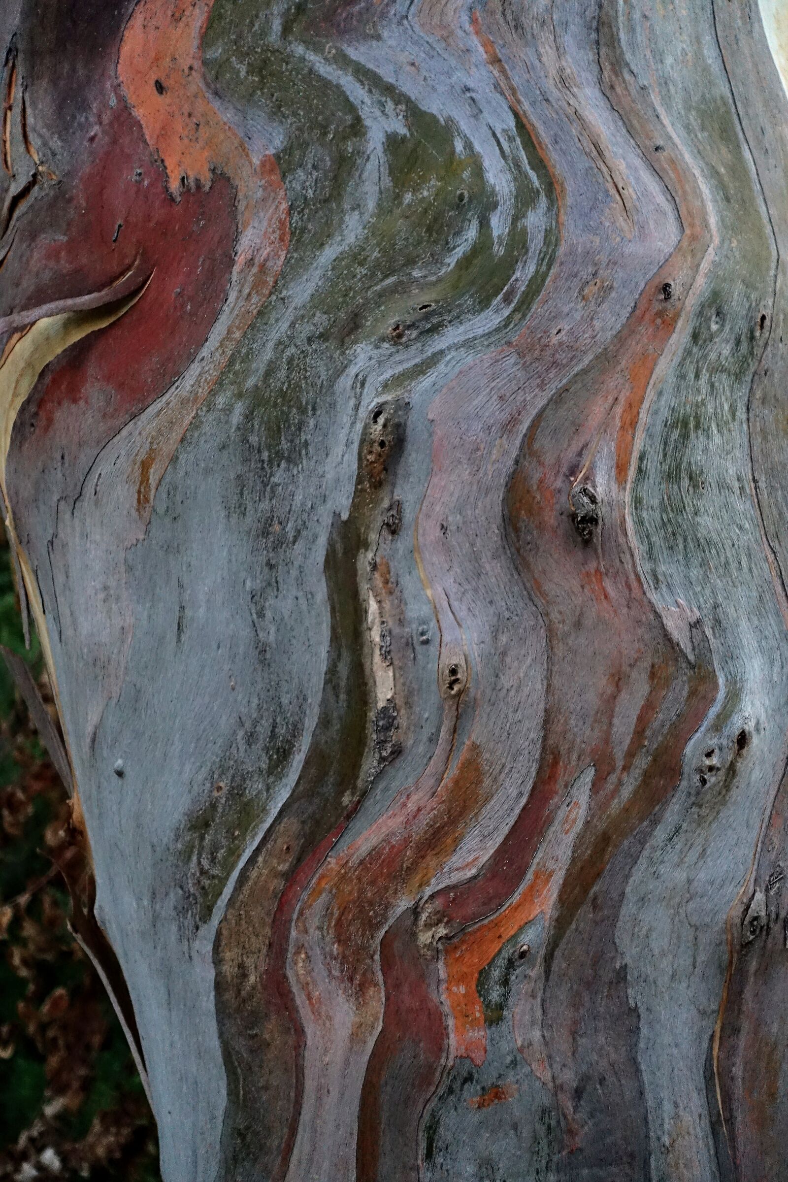 Corteccia:i colori della natura