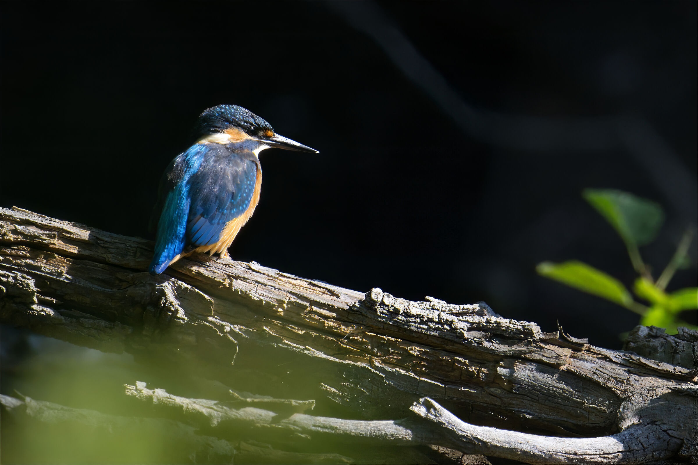 I colori del Martino