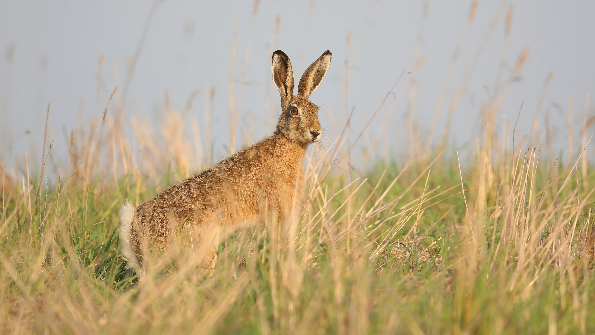 Lepus europaeus