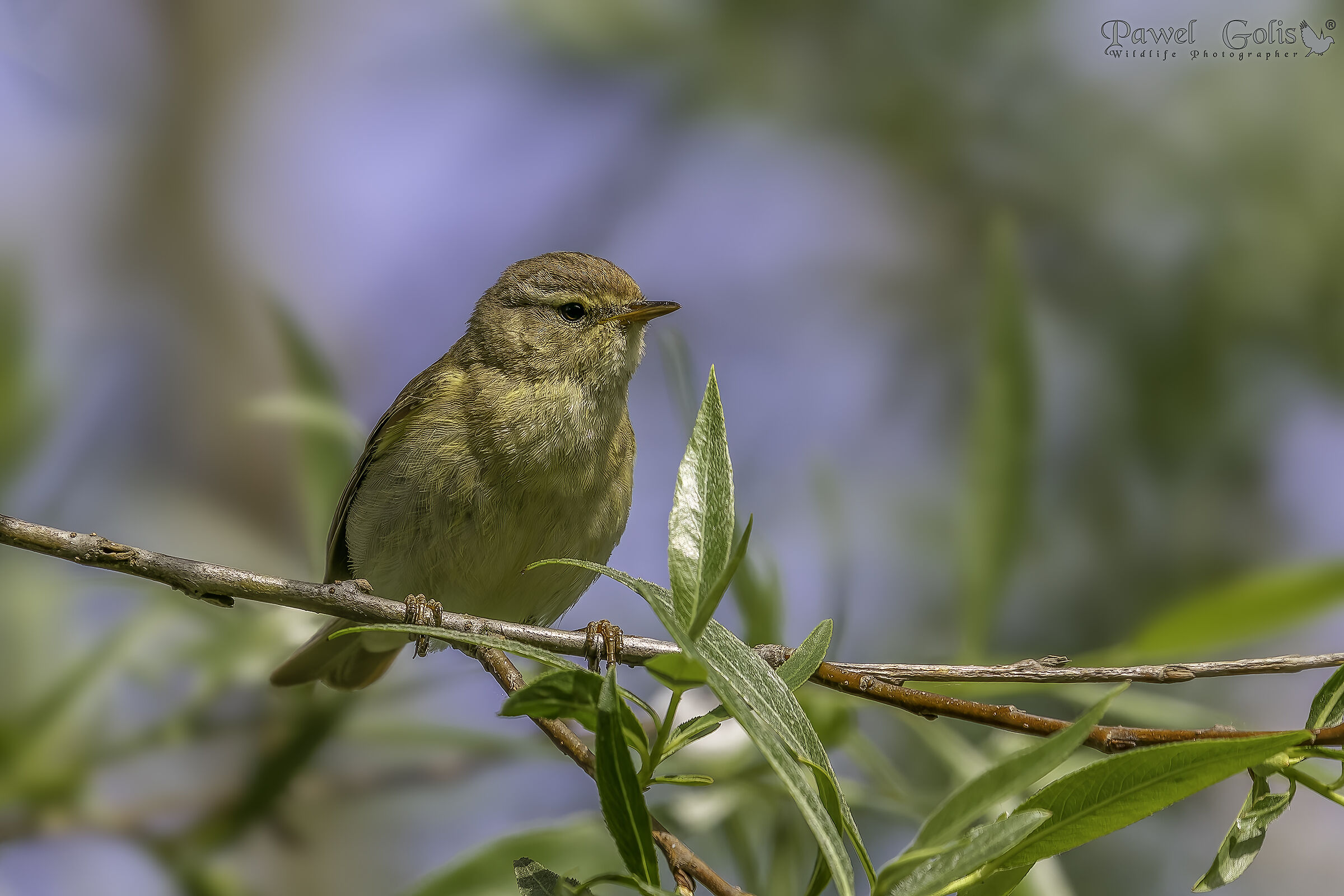 Pula comune (Phylloscopus collybita)