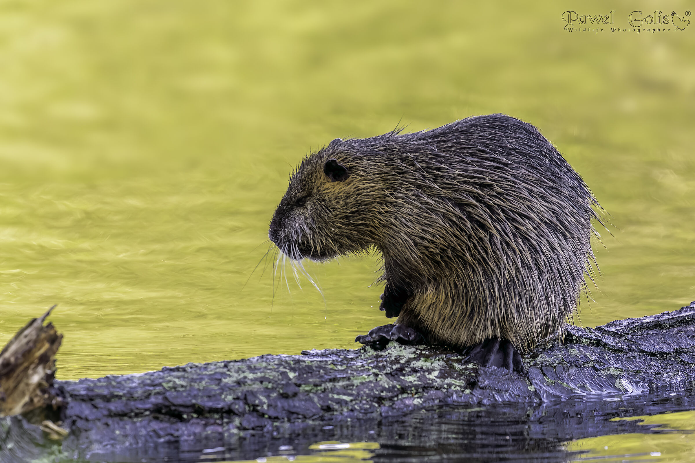 Nutria (Myocastor coypus)