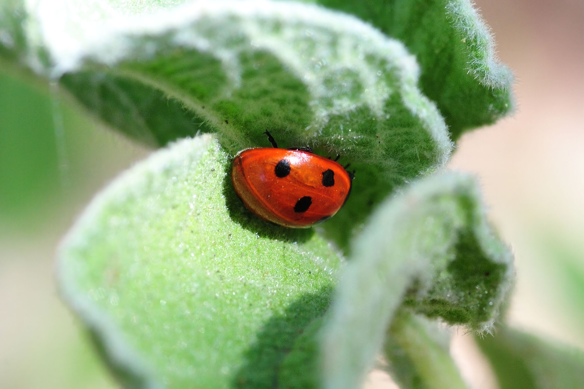 Ladybird