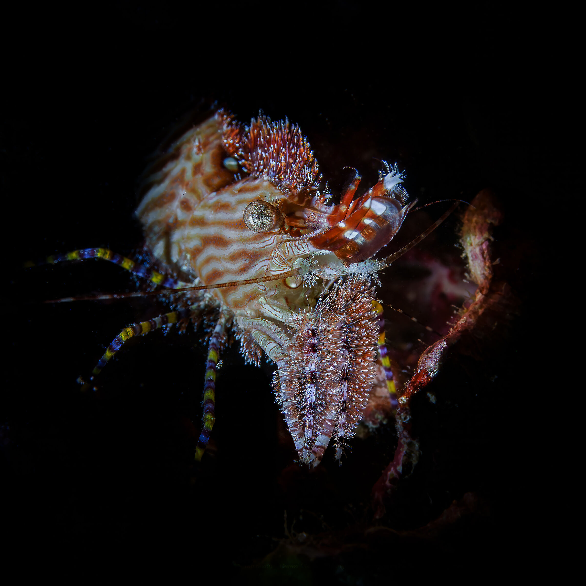 Marble shrimp