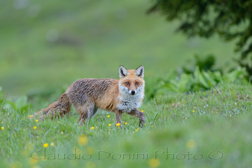 Wet fox, fox lucky .... :-)