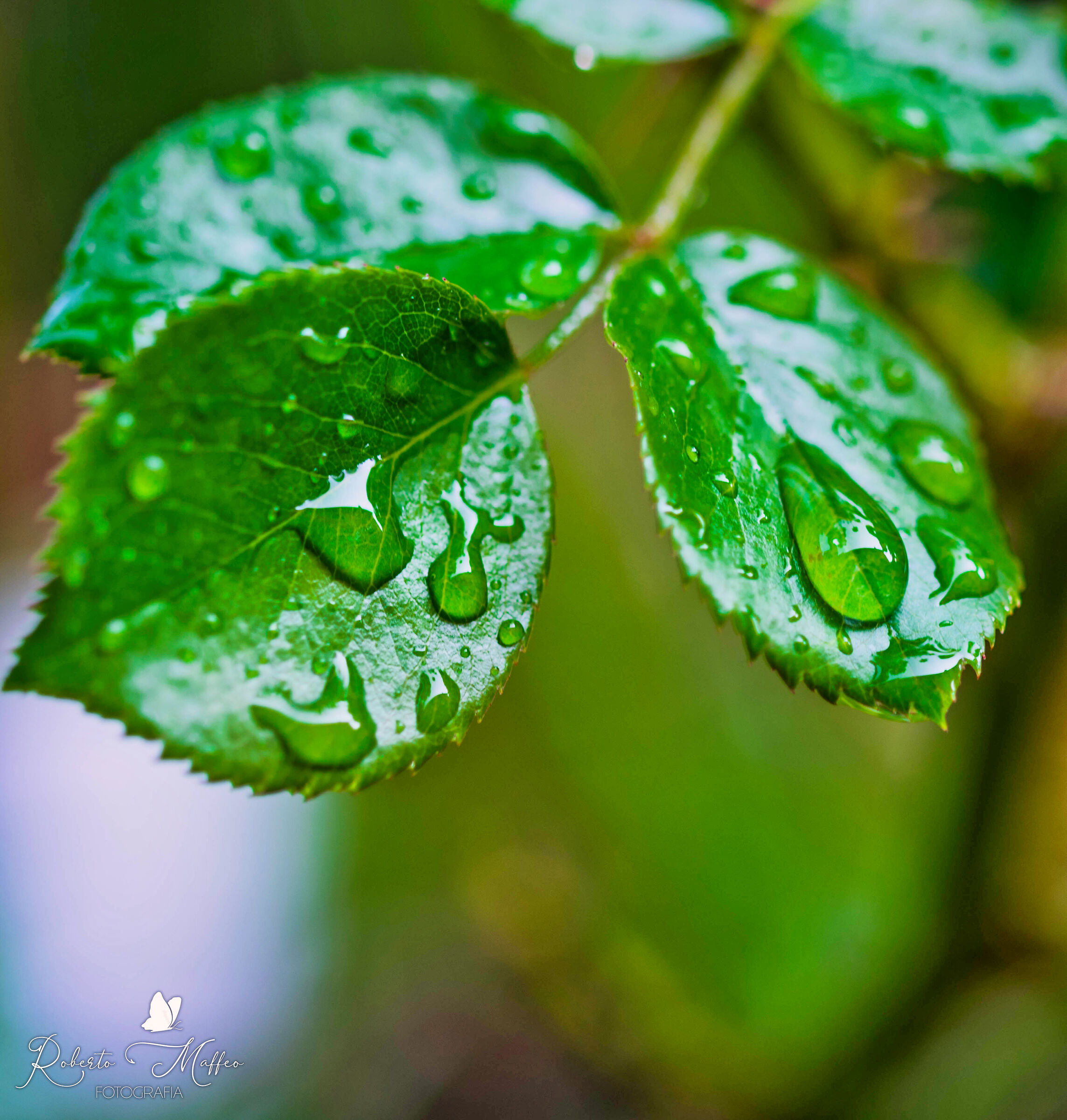 goccie d acqua sulla foglia
