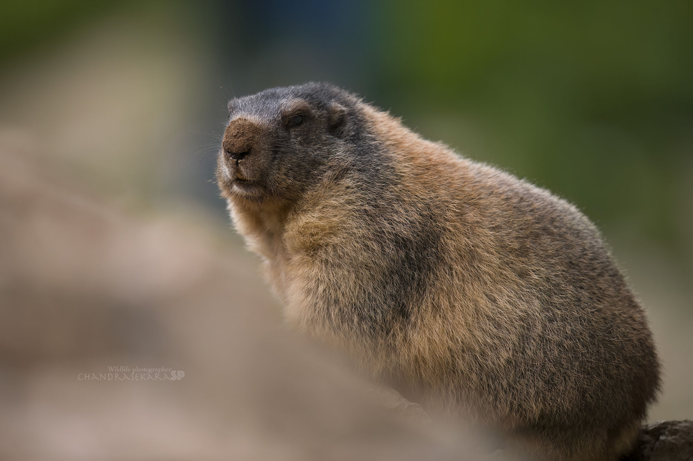 marmot