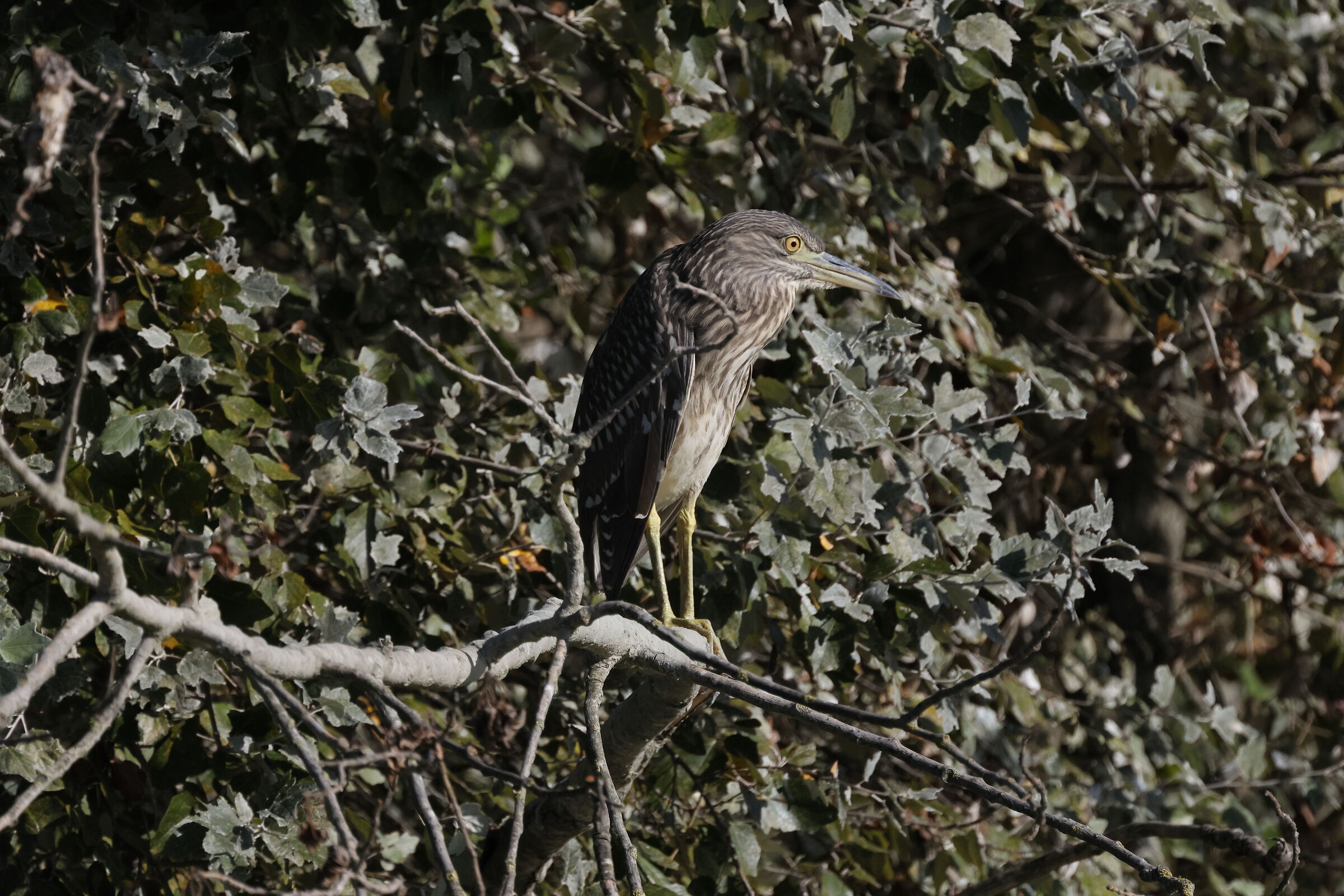giovane Nitticora 2