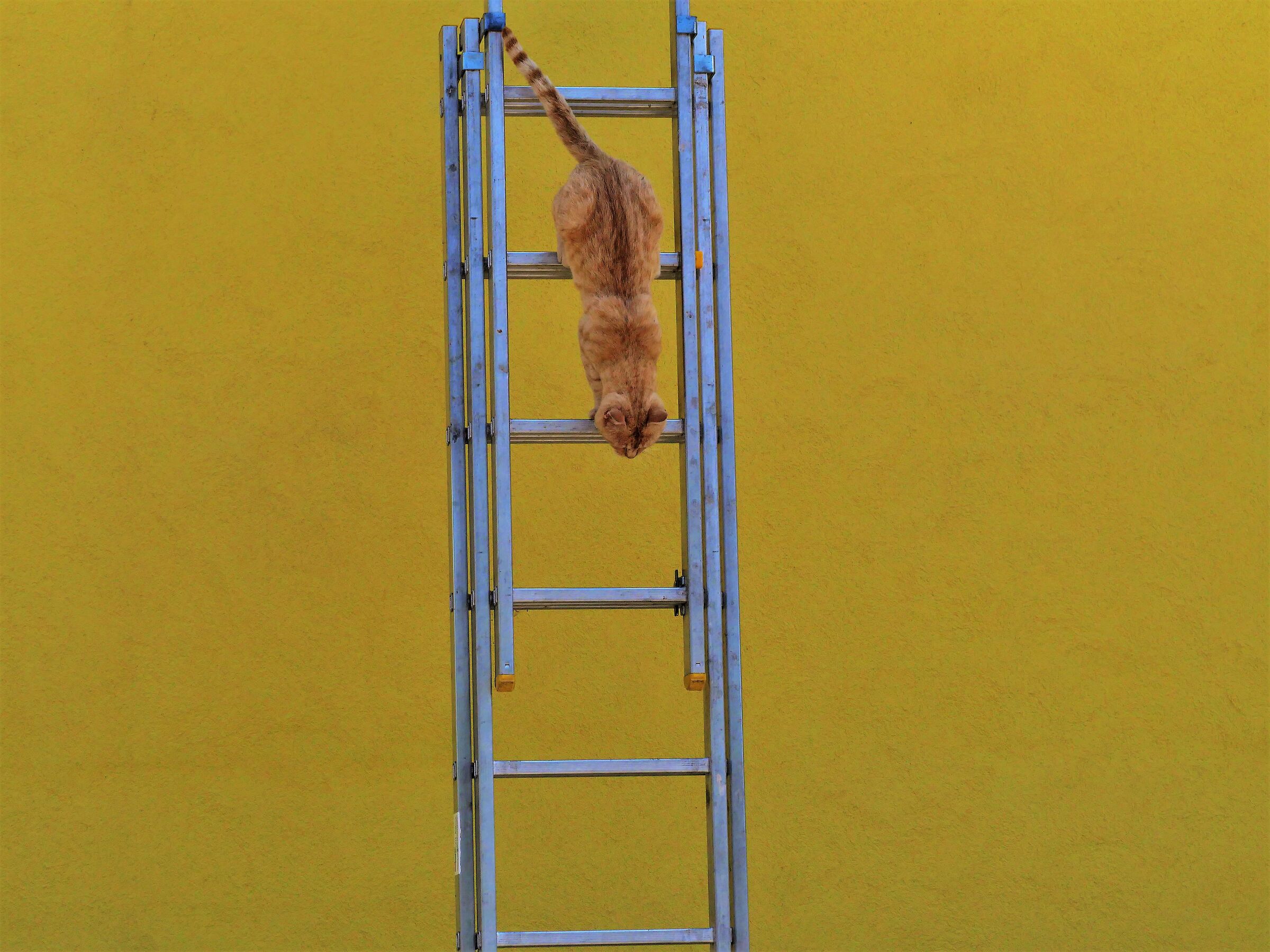 The Descent