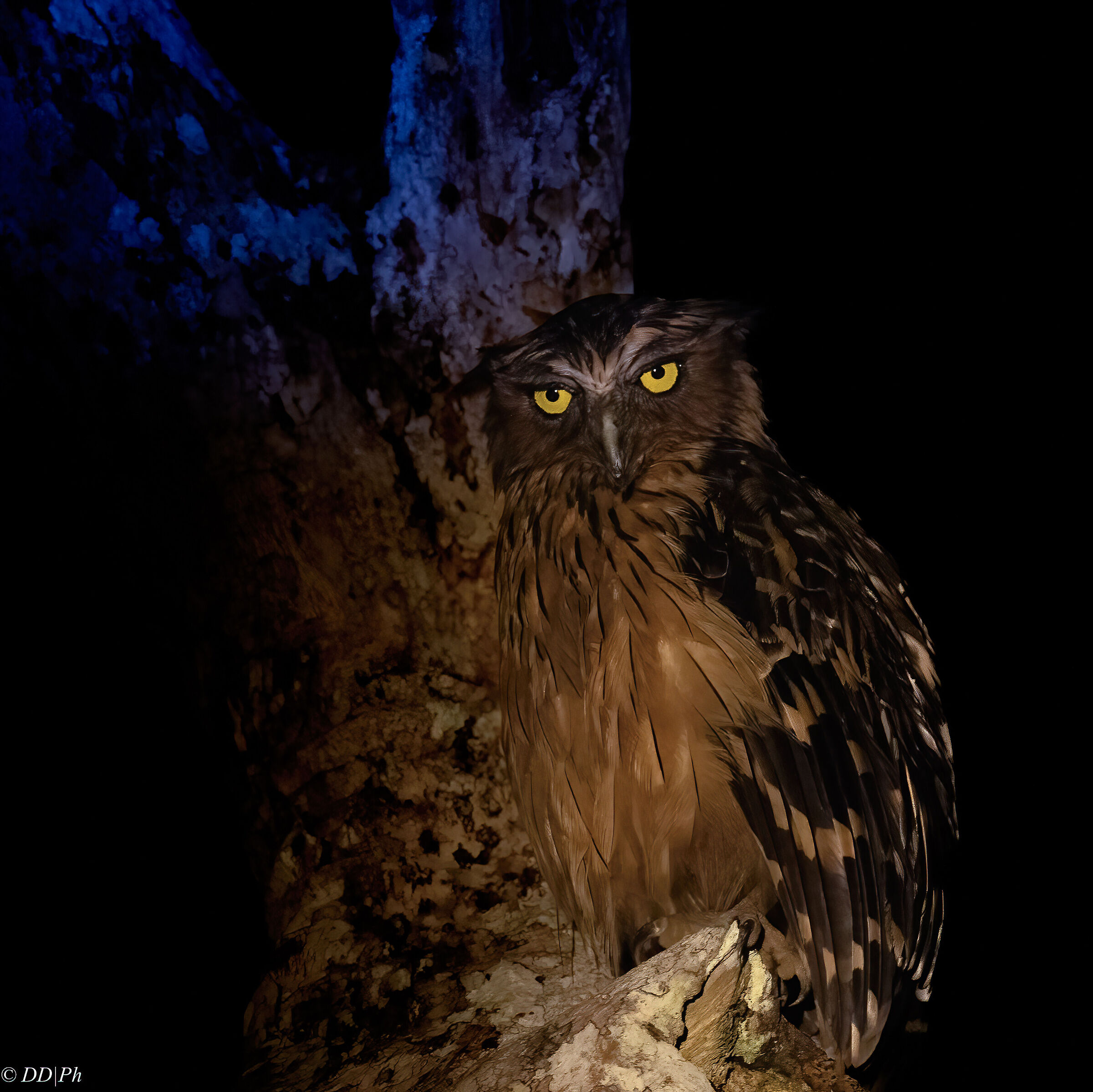 Malaysian Owl Fisher