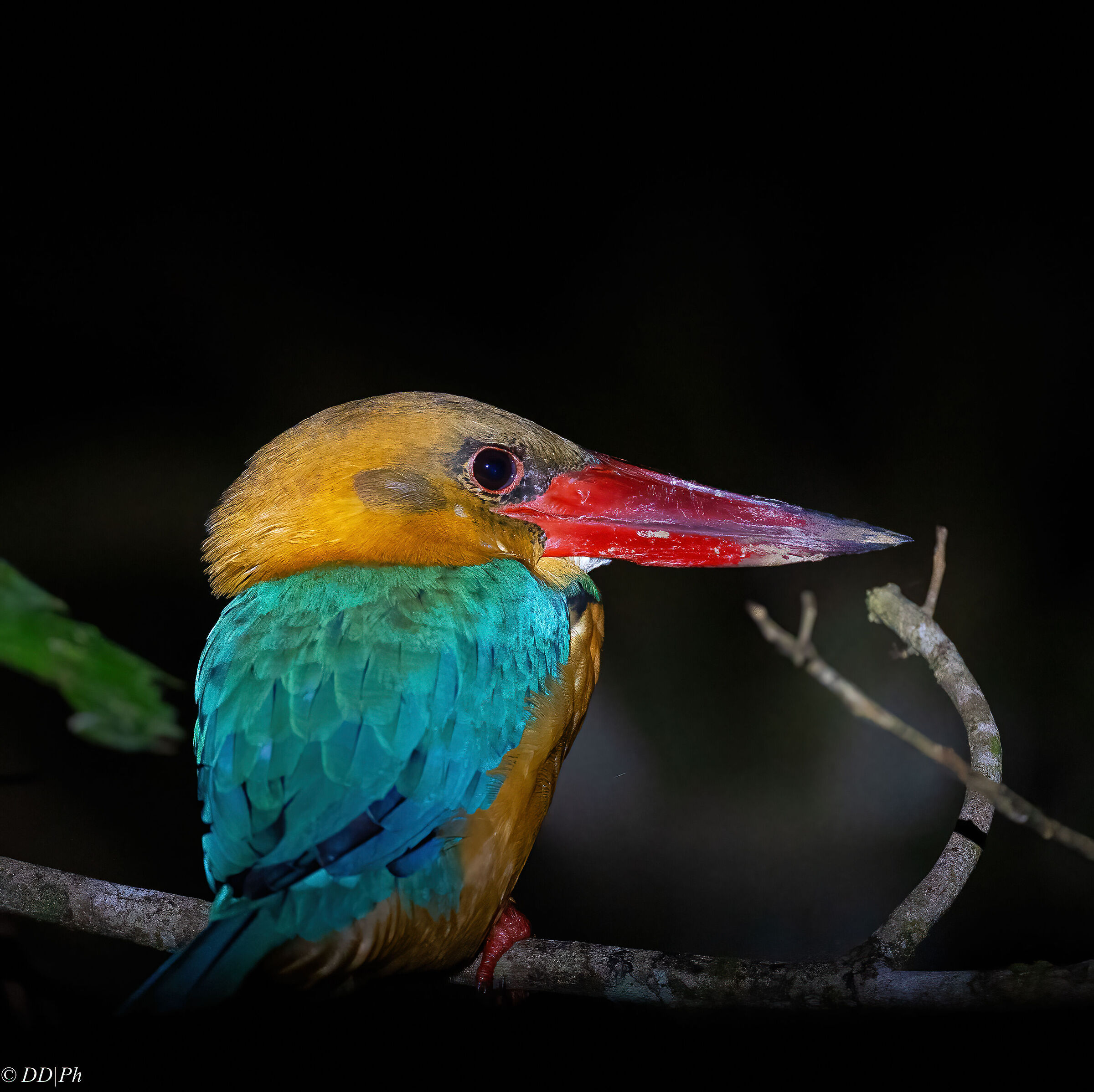 Kingfisher stork's beak