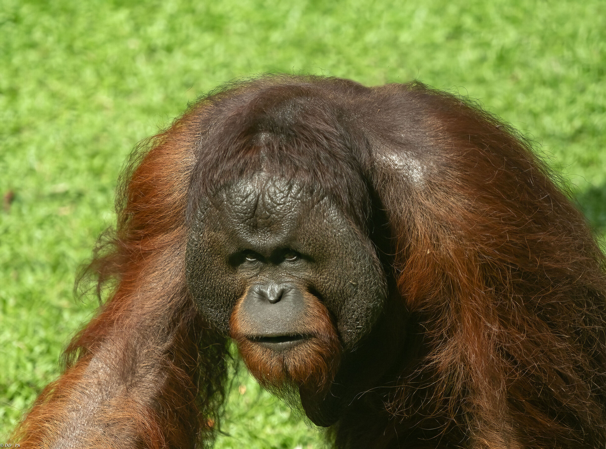 Orangutan