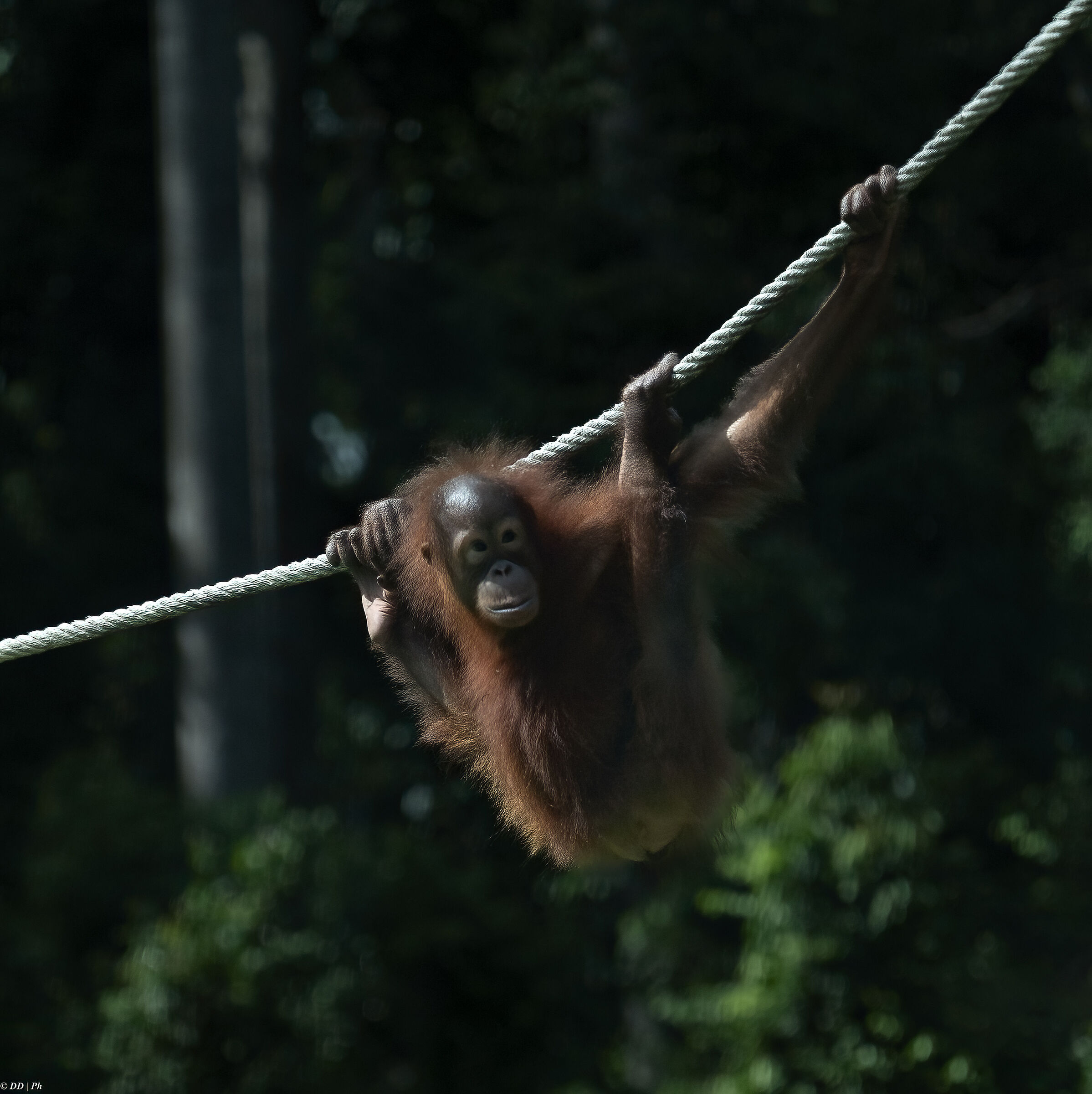 Orangutan