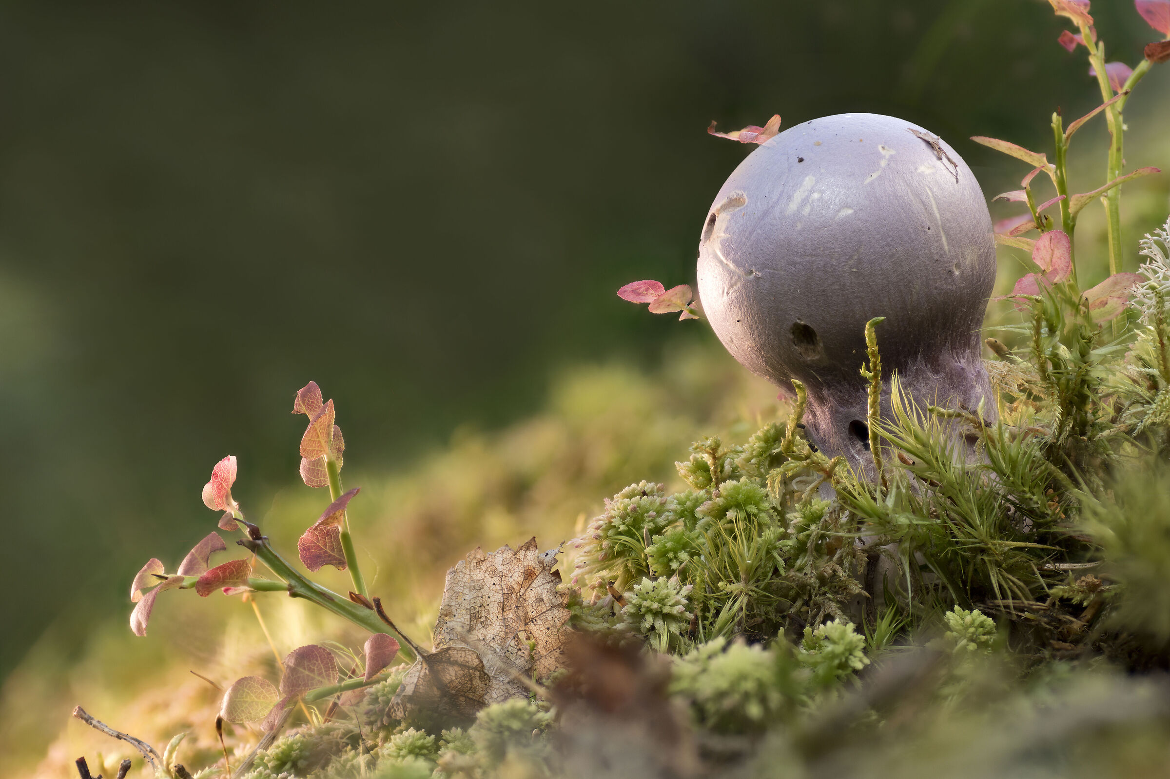Cortinarius traganus