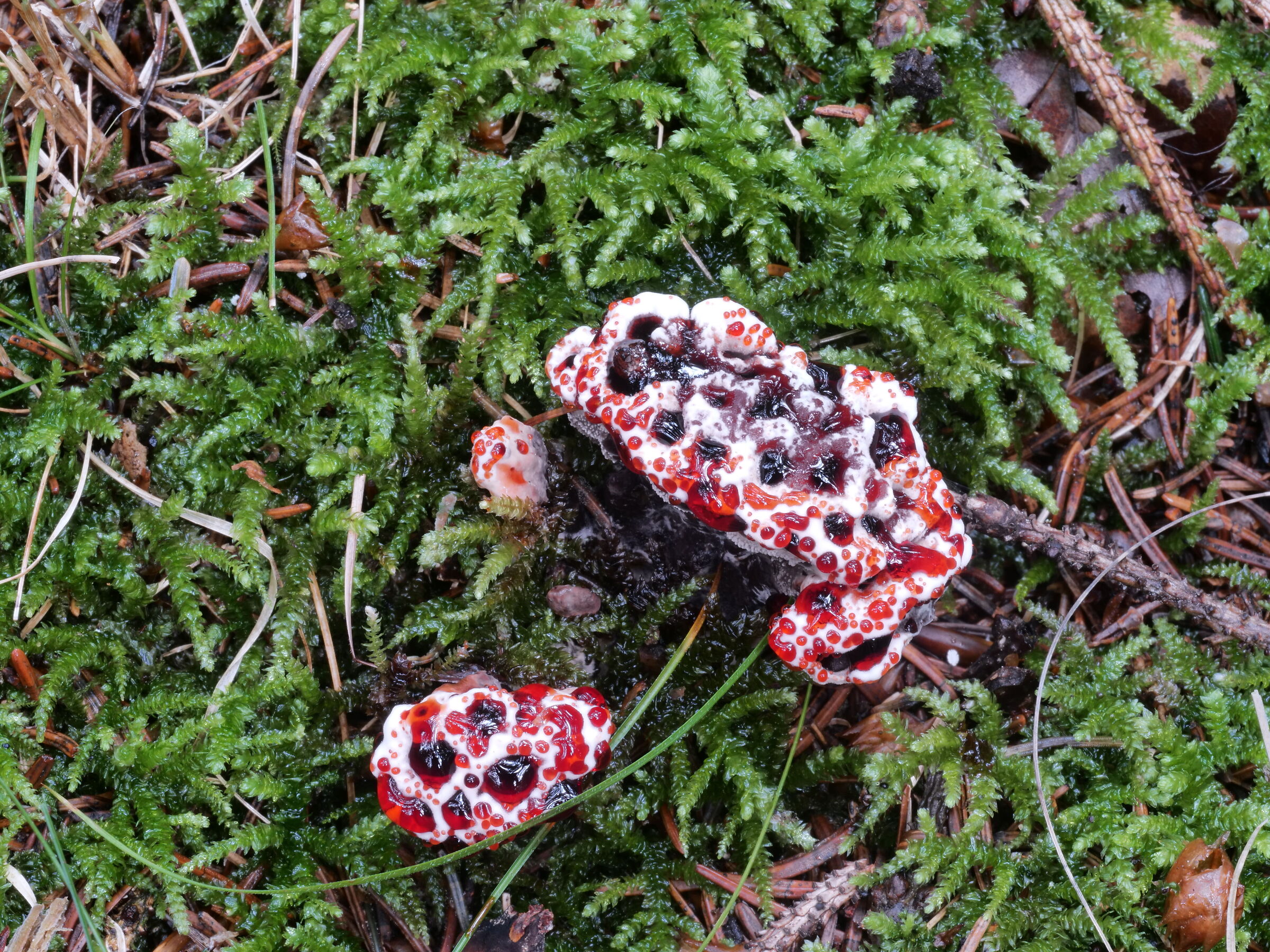 Mother nature's pastry shop