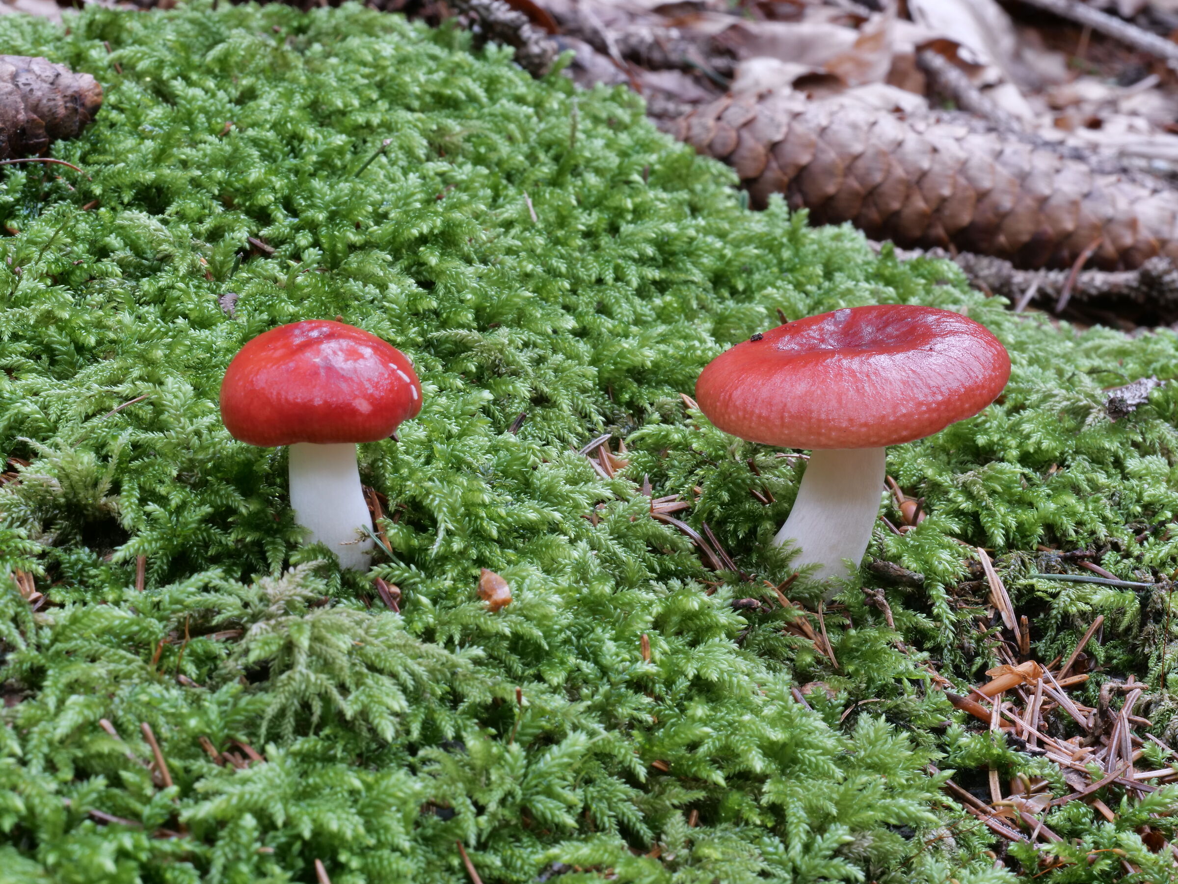 Russula silvestris