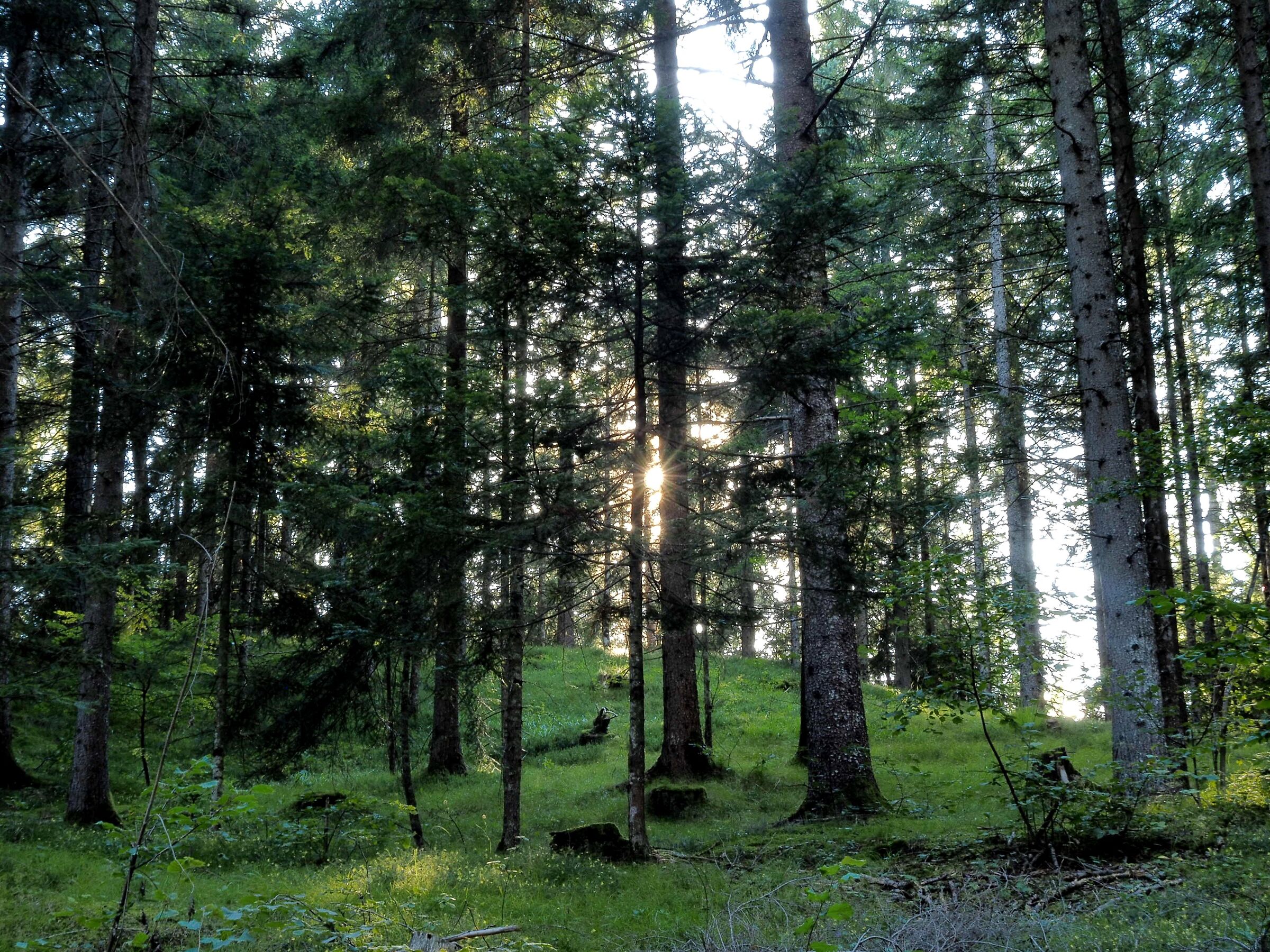 4 steps in the woods