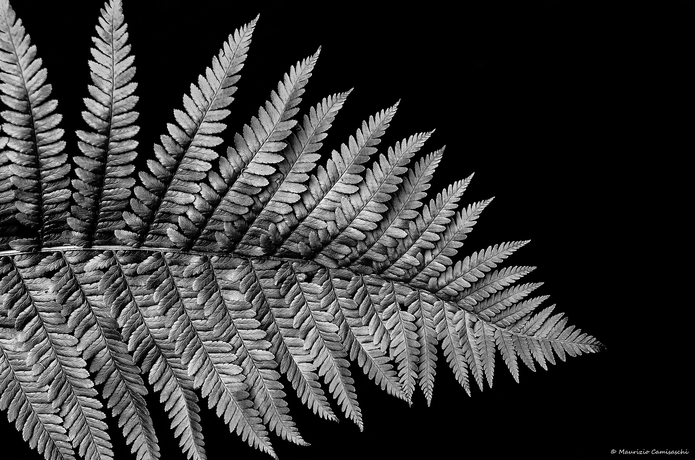Simple fern