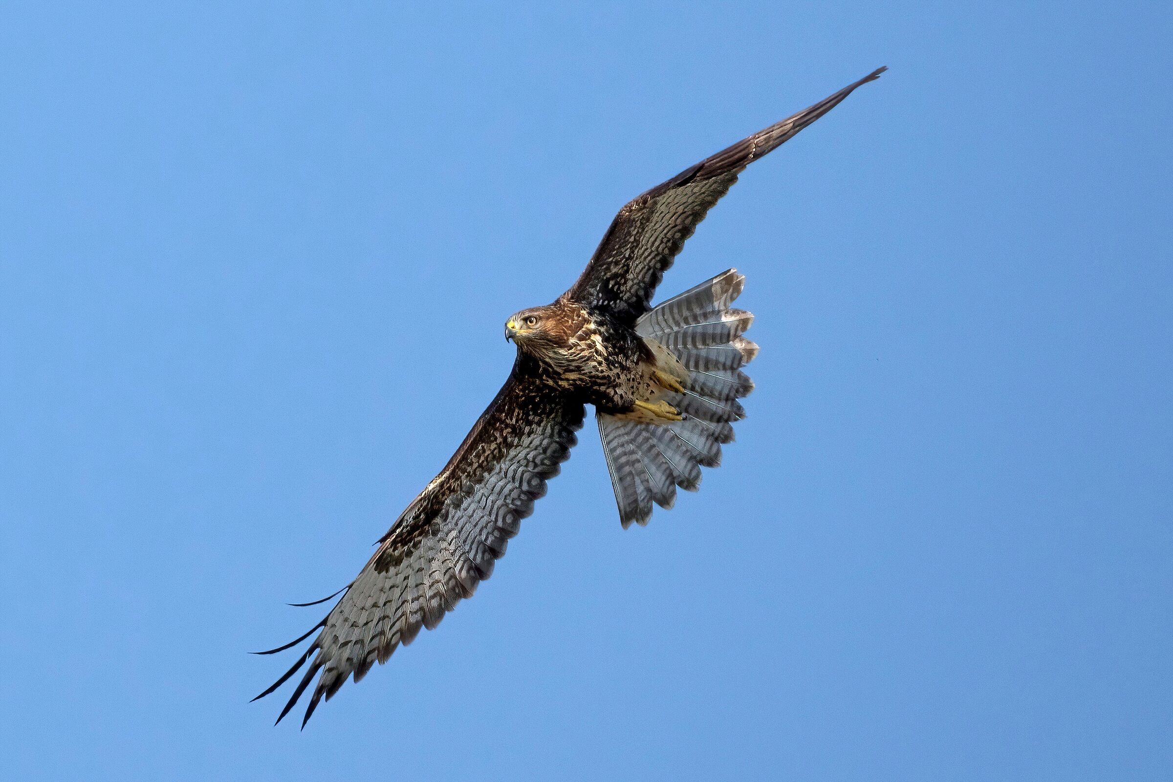 Poiana (Buteo buteo)