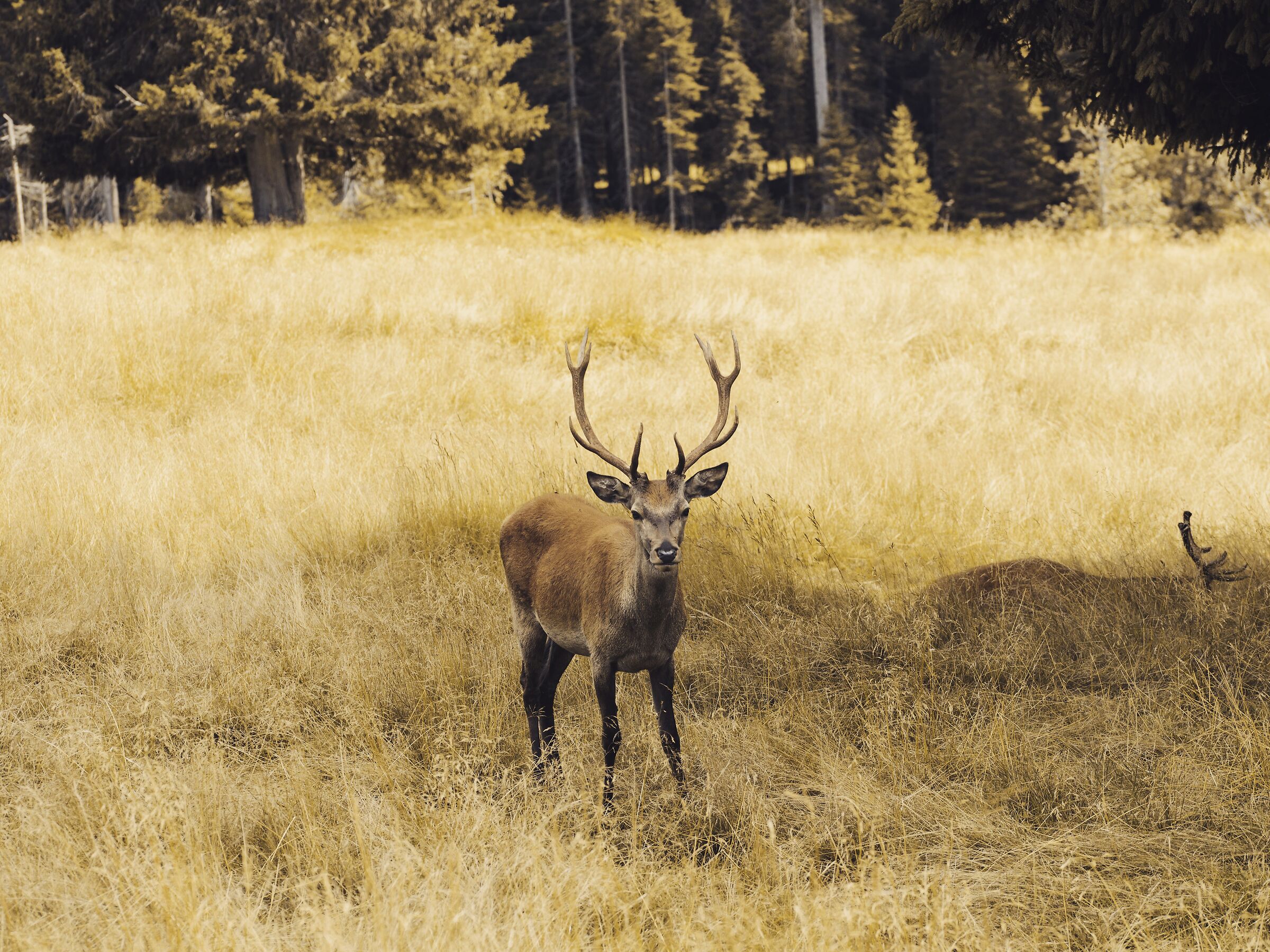 Cervo in riserva