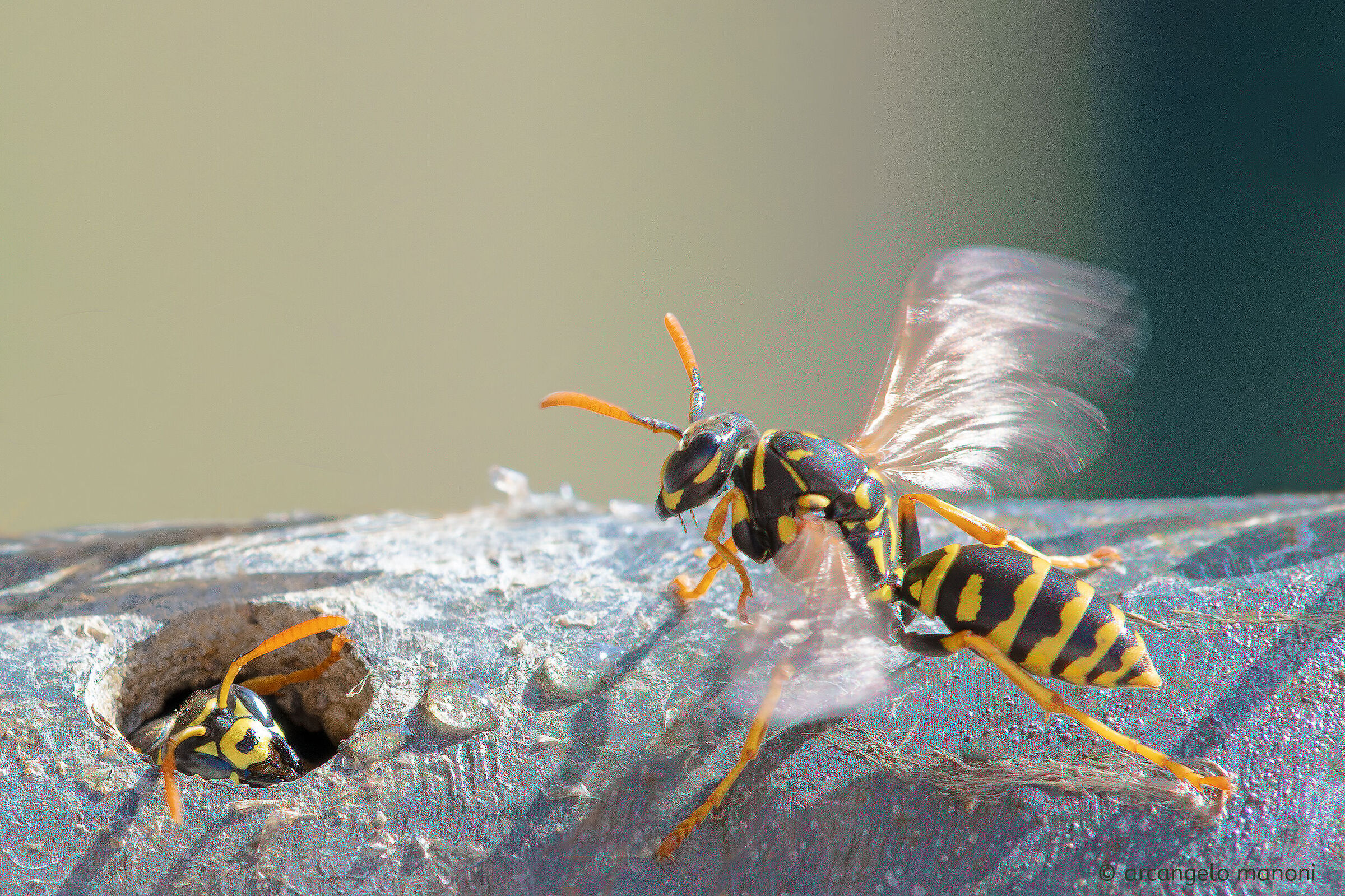 The wasp with its fan