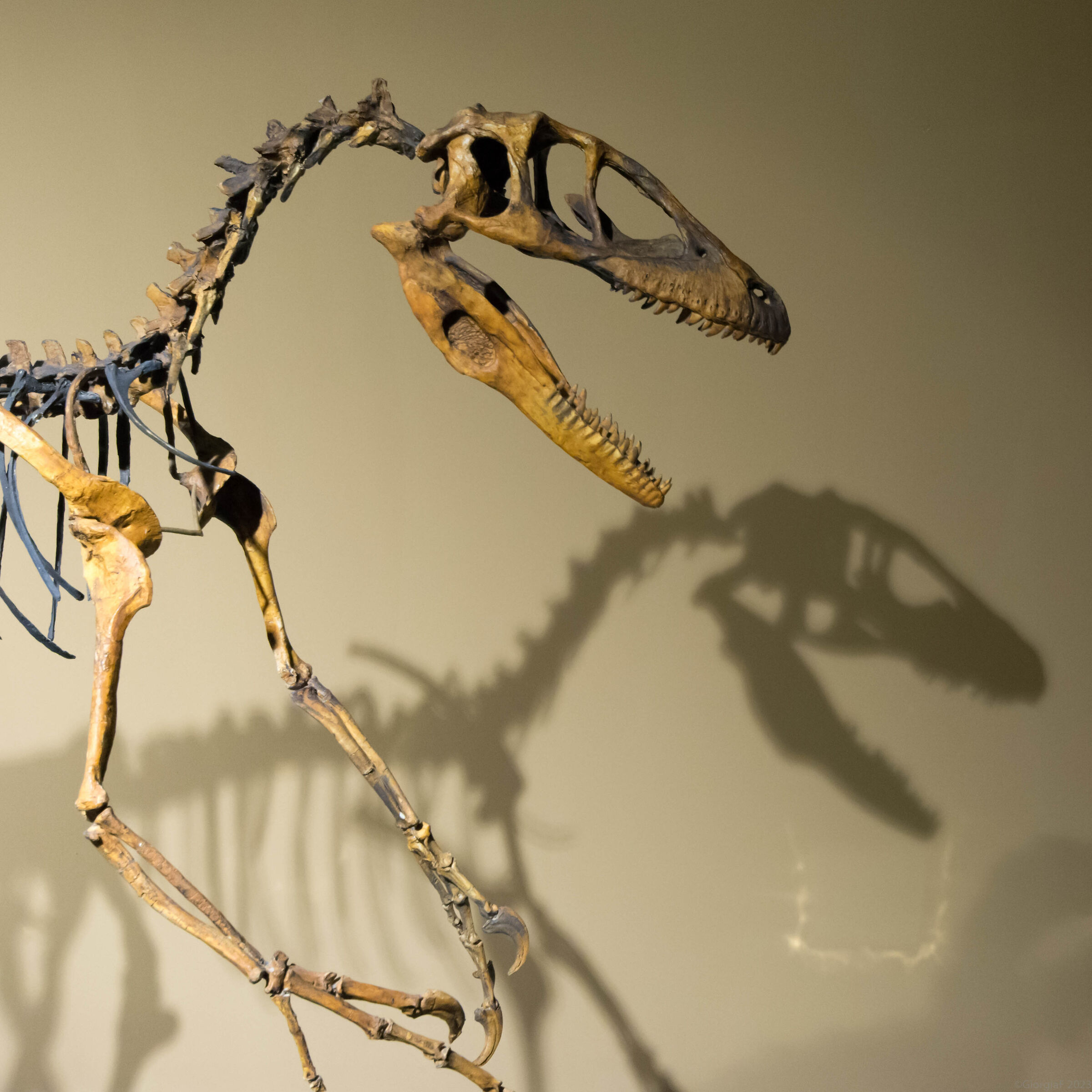 Deinonychus