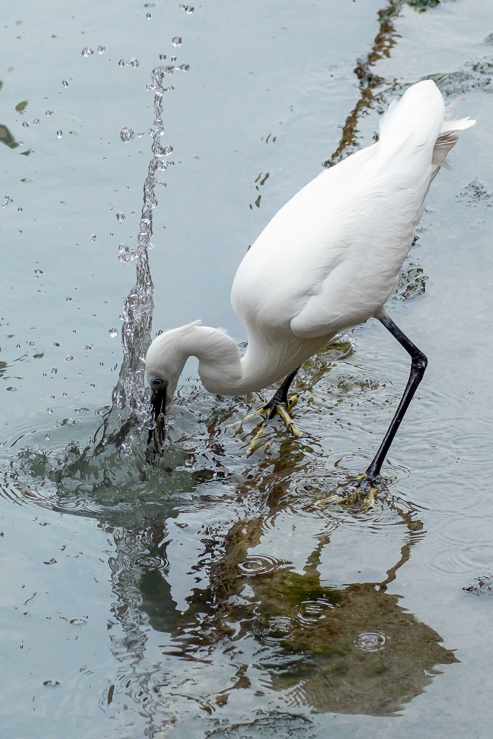 sopravvivere in città