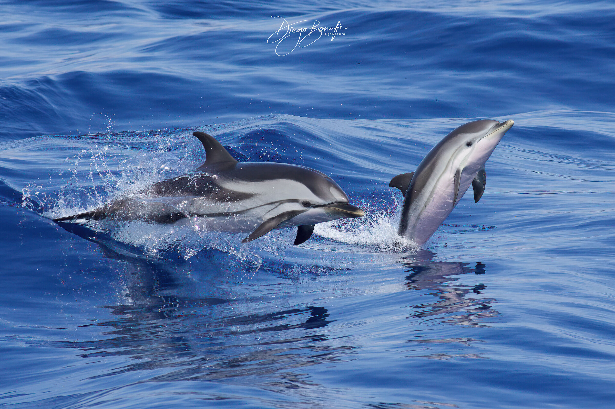 Striped dolphins