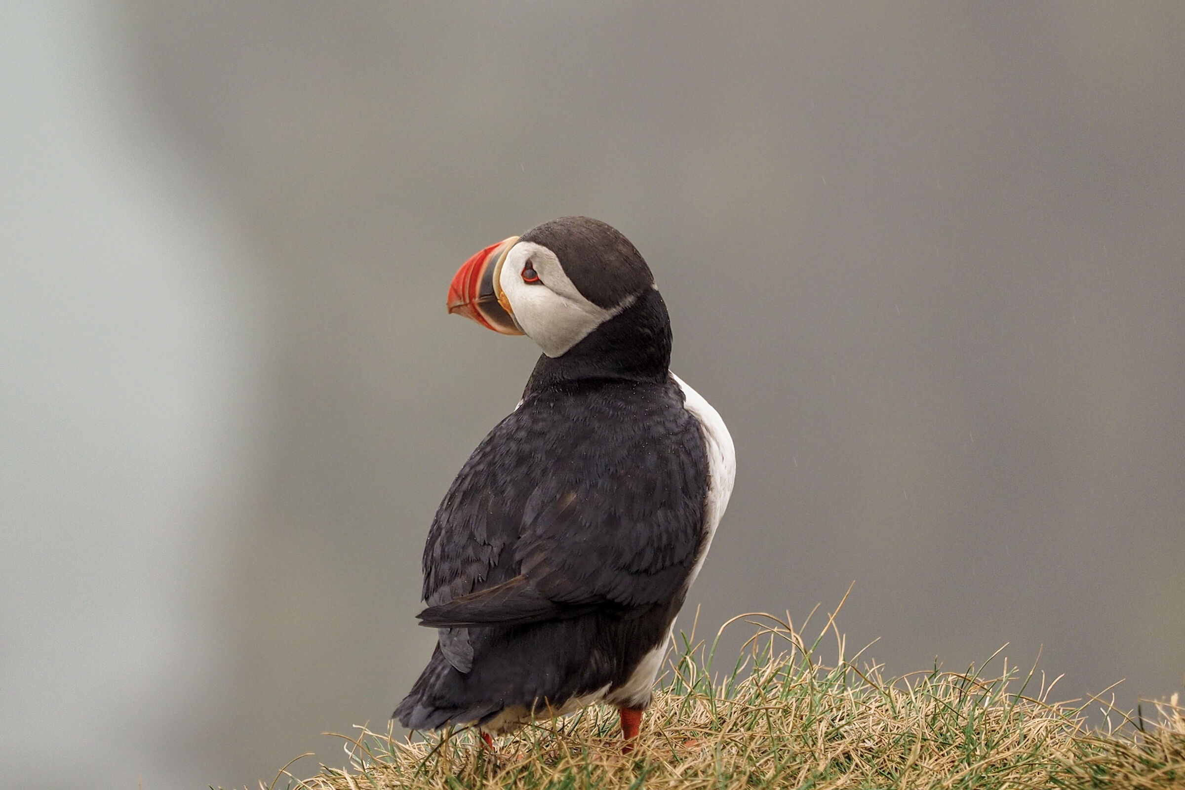 Puffin
