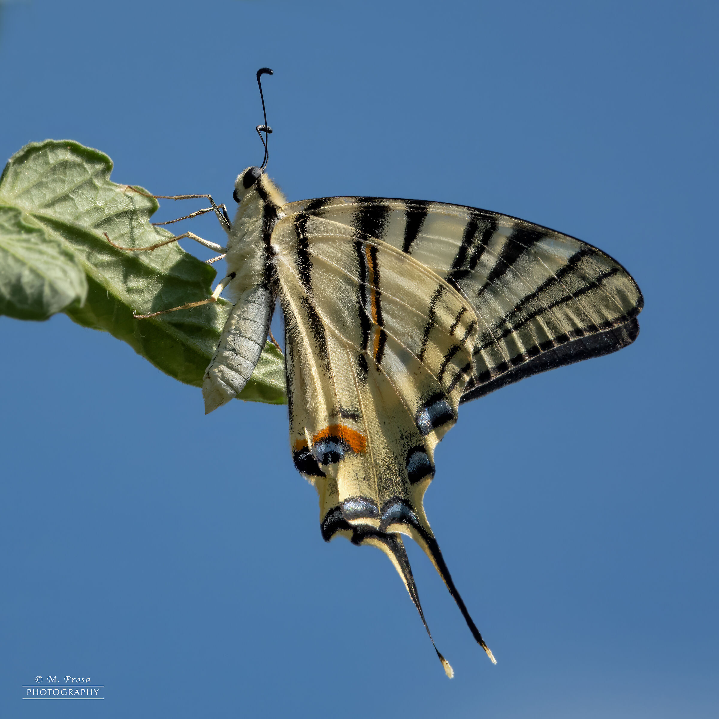 In the blue painted blue