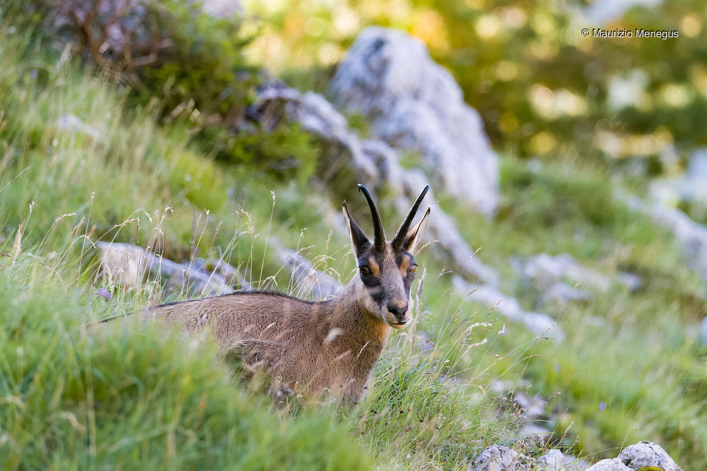 Maschio adulto di camoscio