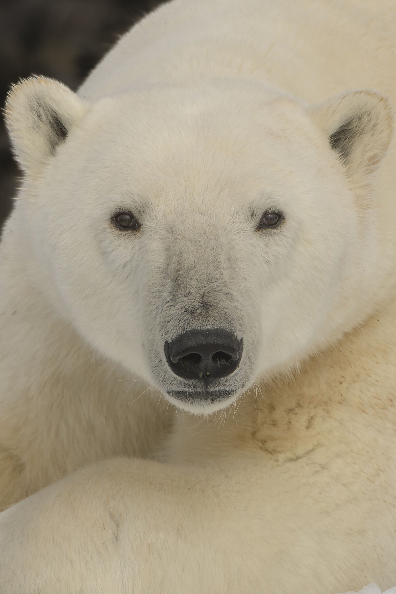 Polar Bear, Isole Svalbard.