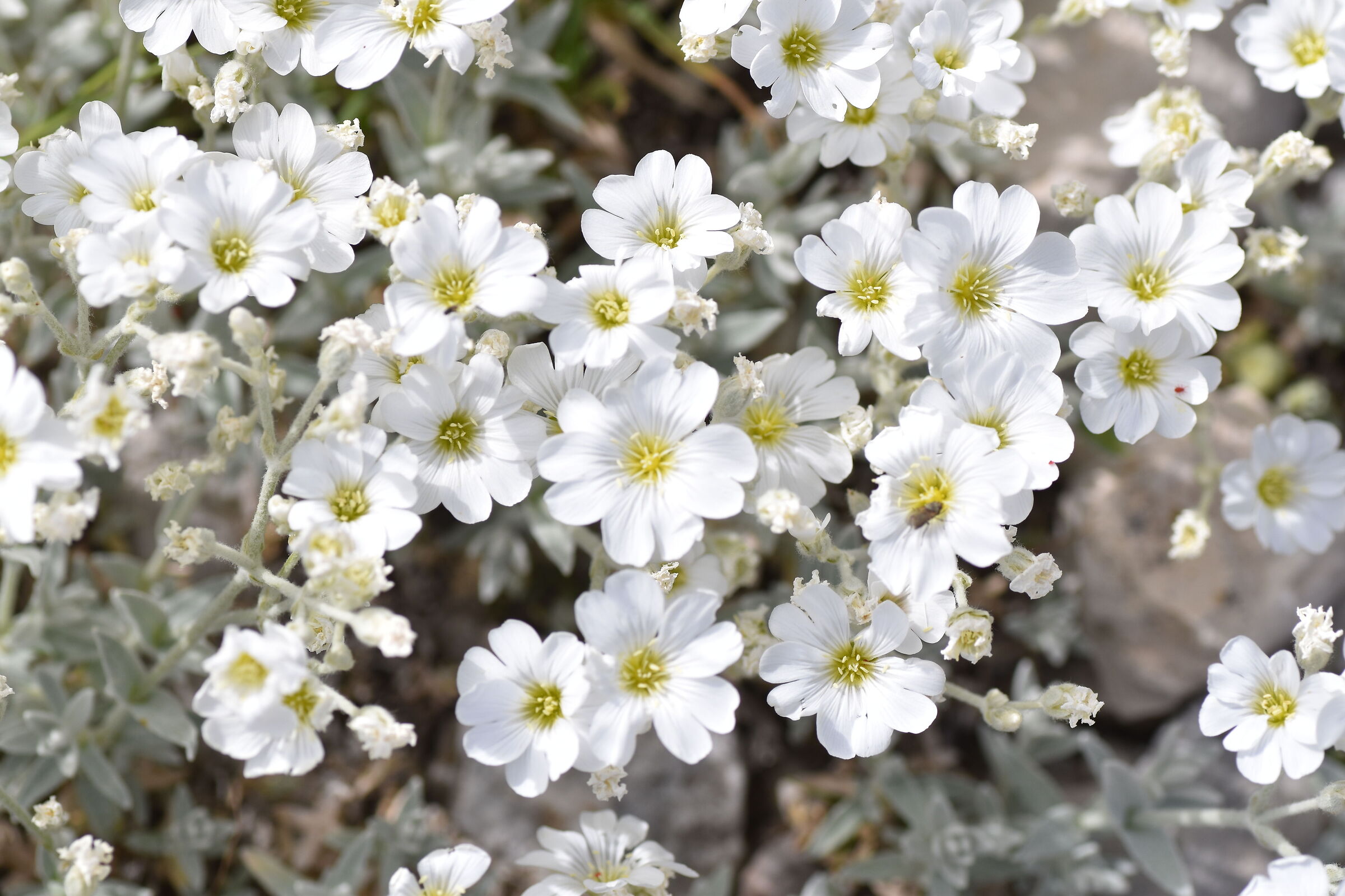 Flowers of Gran Sasso